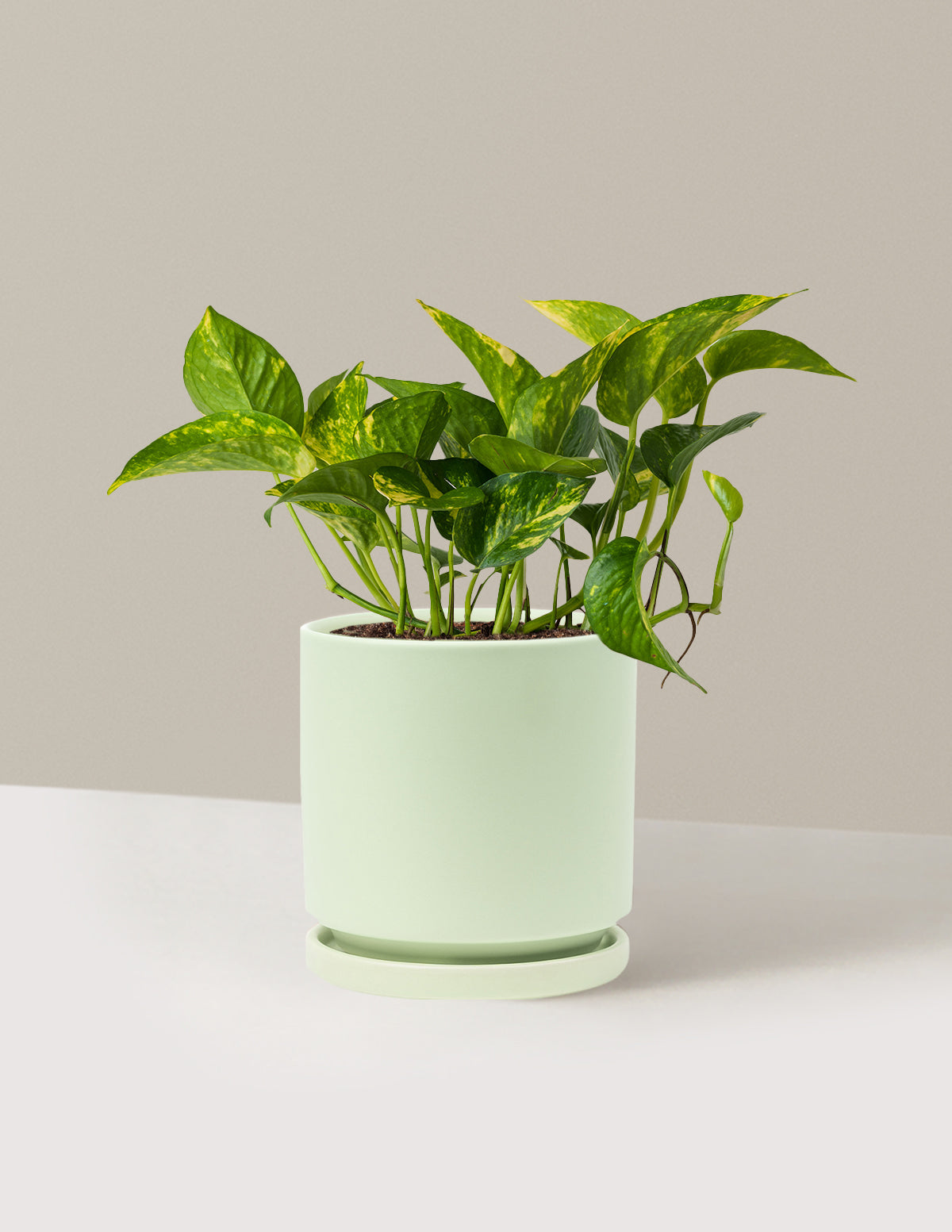Golden Pothos