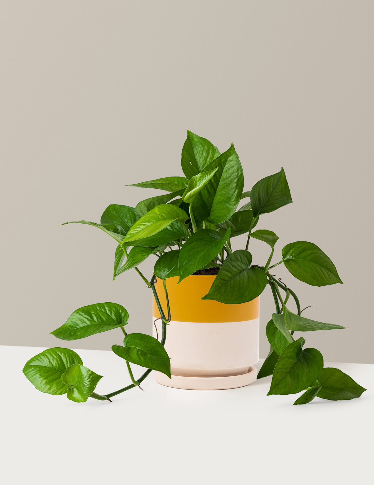 Jade Pothos