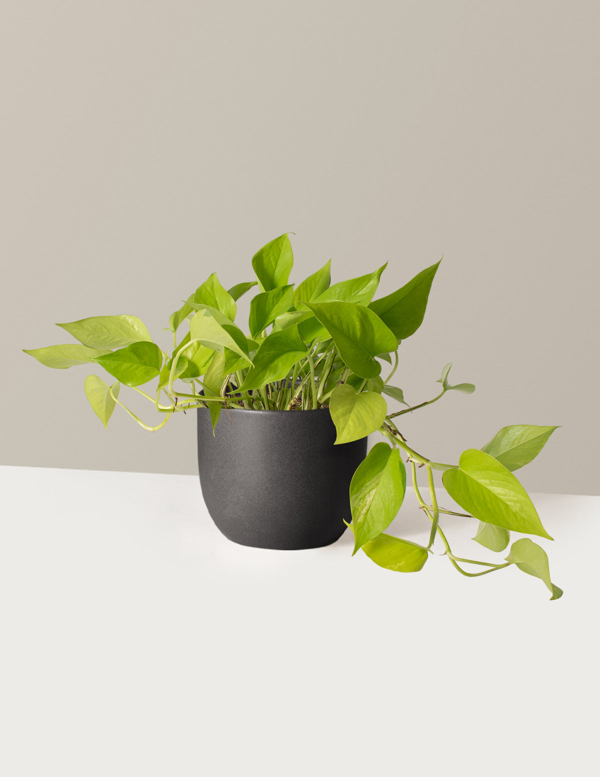 Neon Pothos
