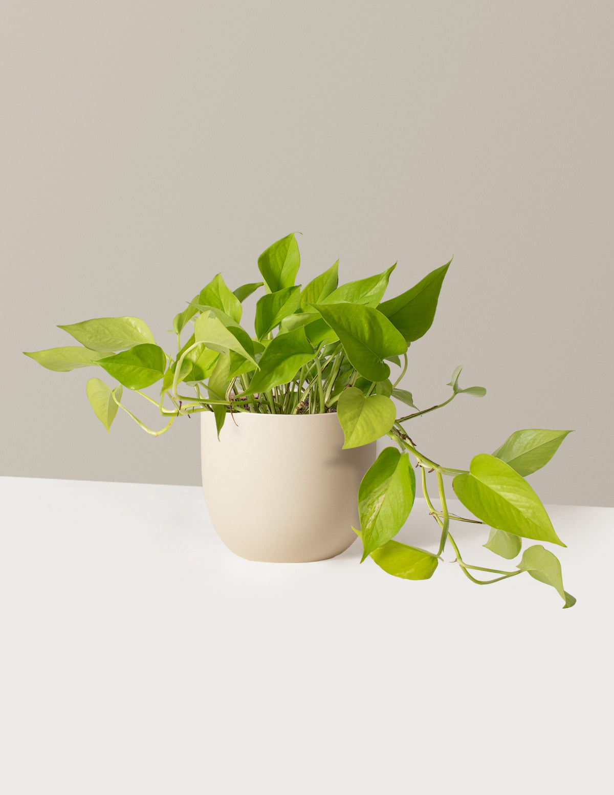 Neon Pothos