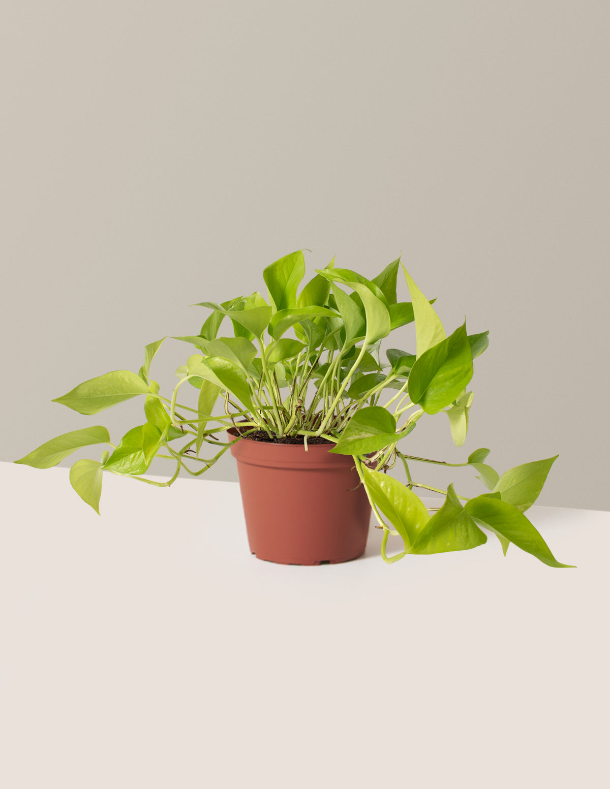 Neon Pothos