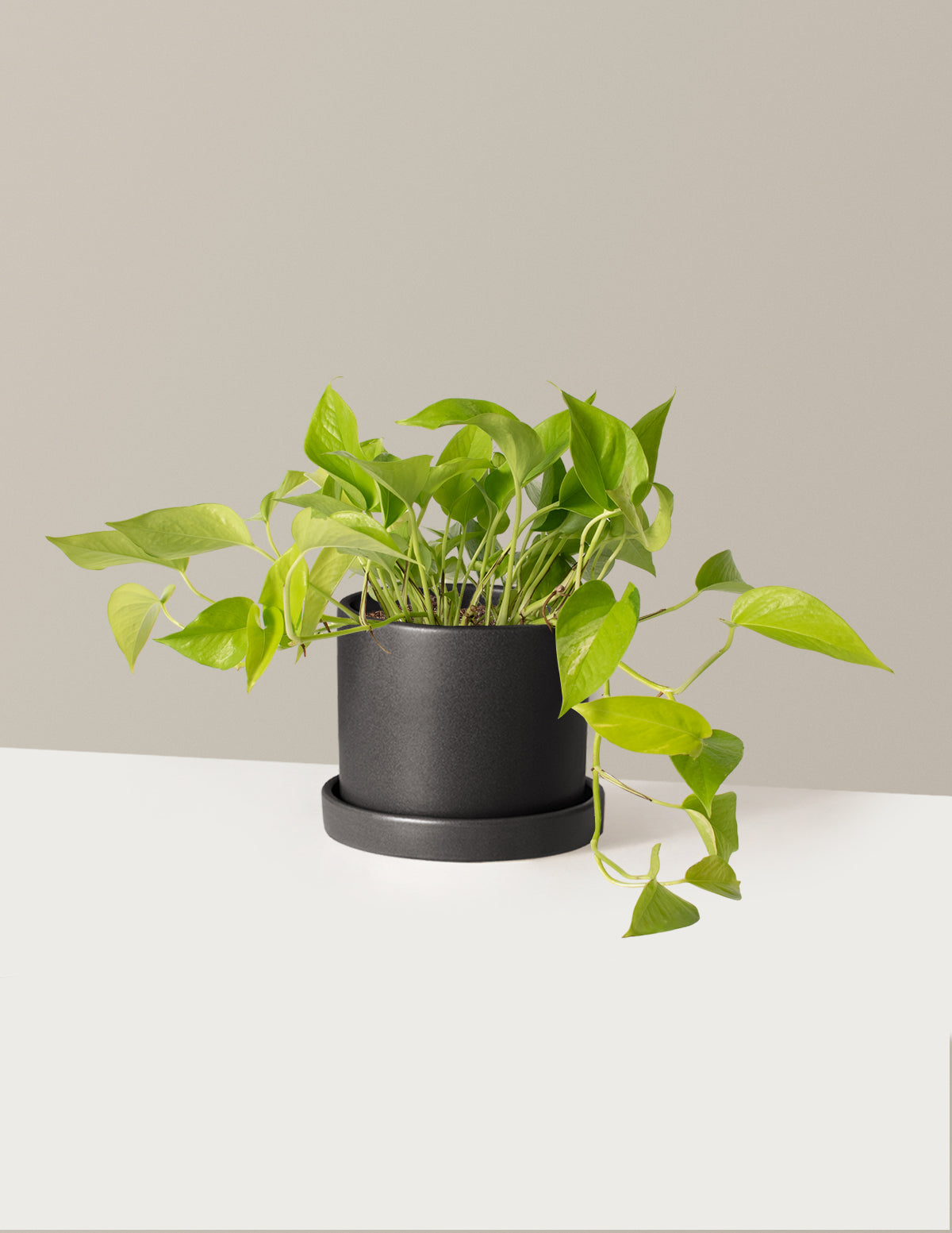 Neon Pothos