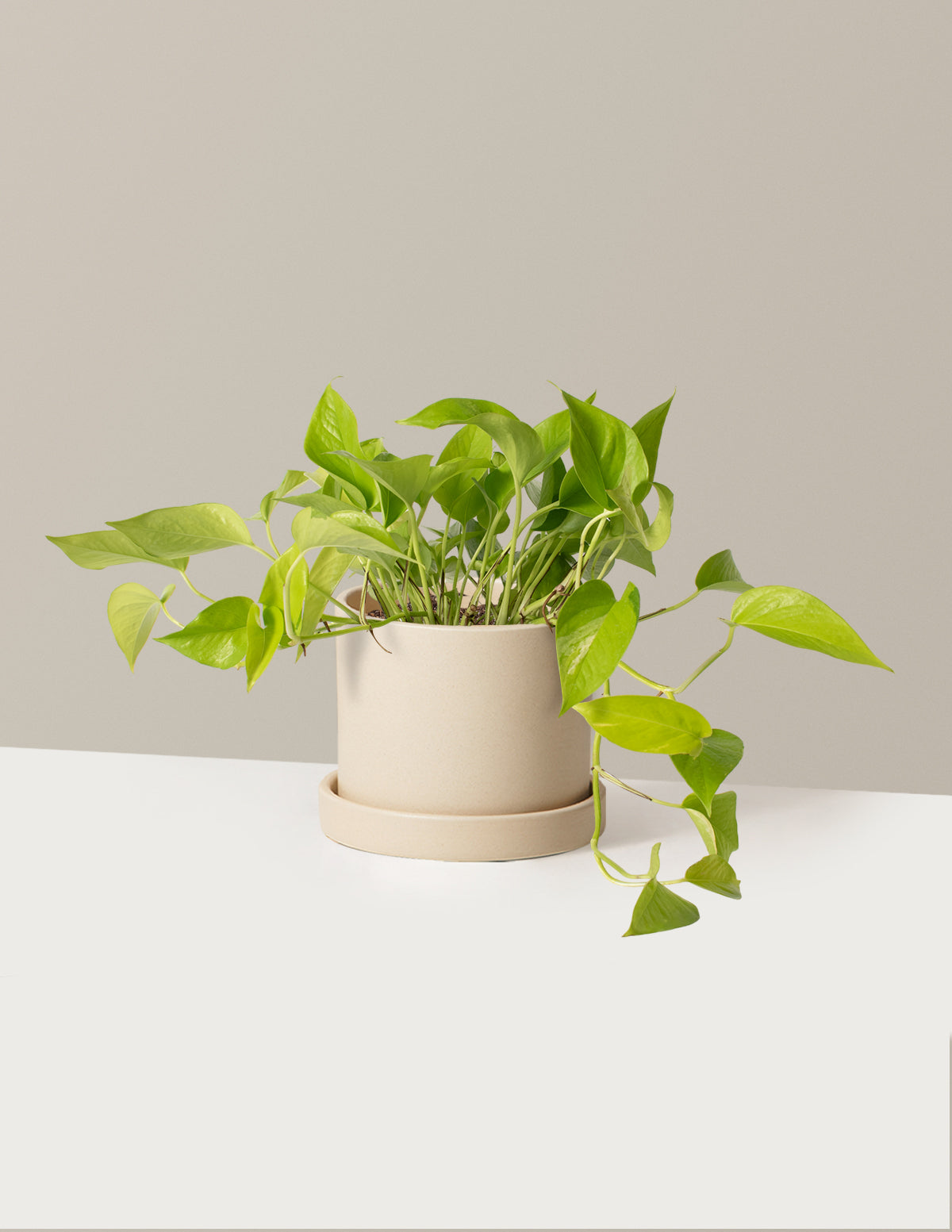 Neon Pothos
