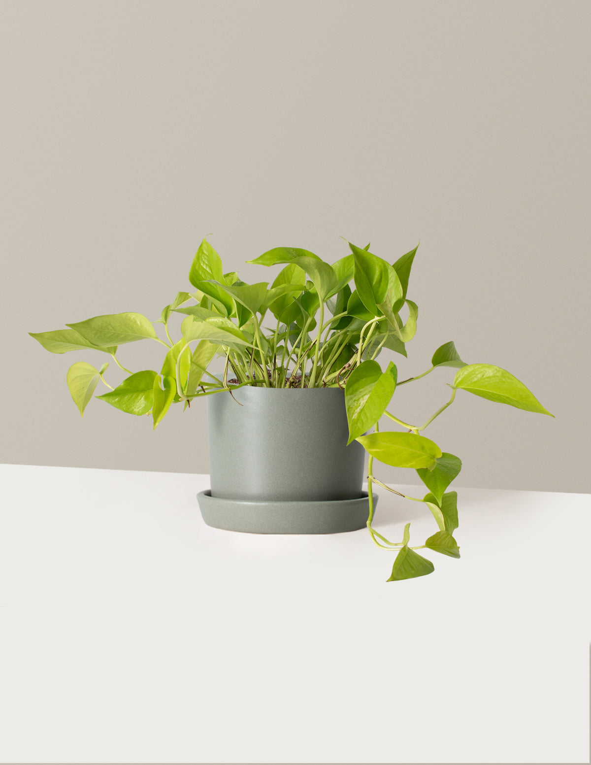 Neon Pothos