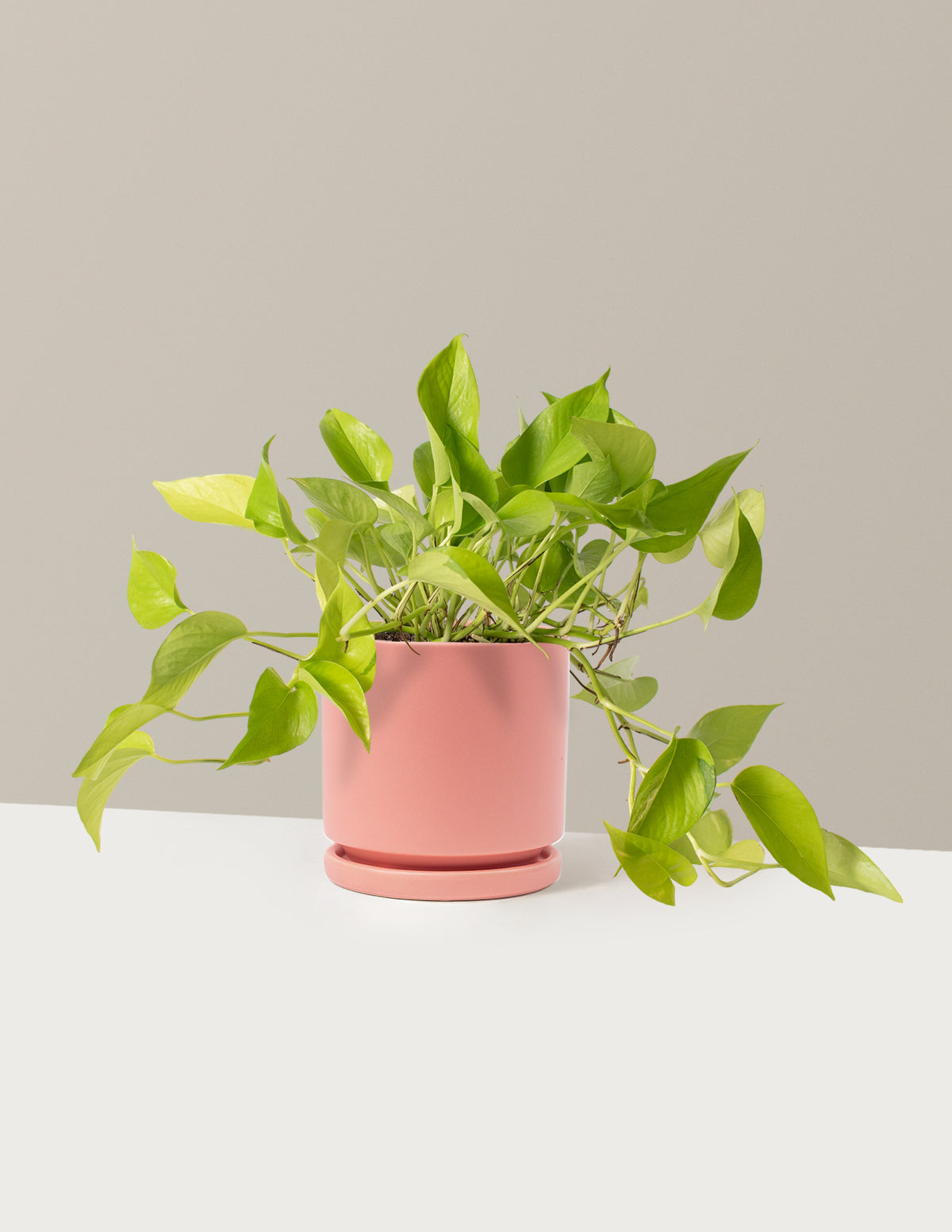 Neon Pothos