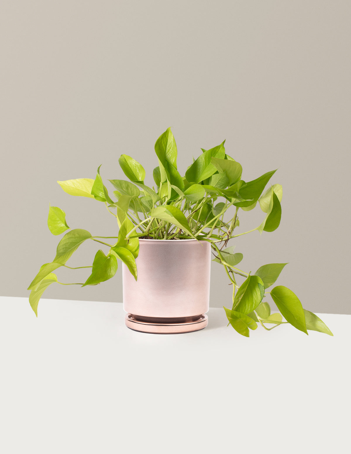 Neon Pothos