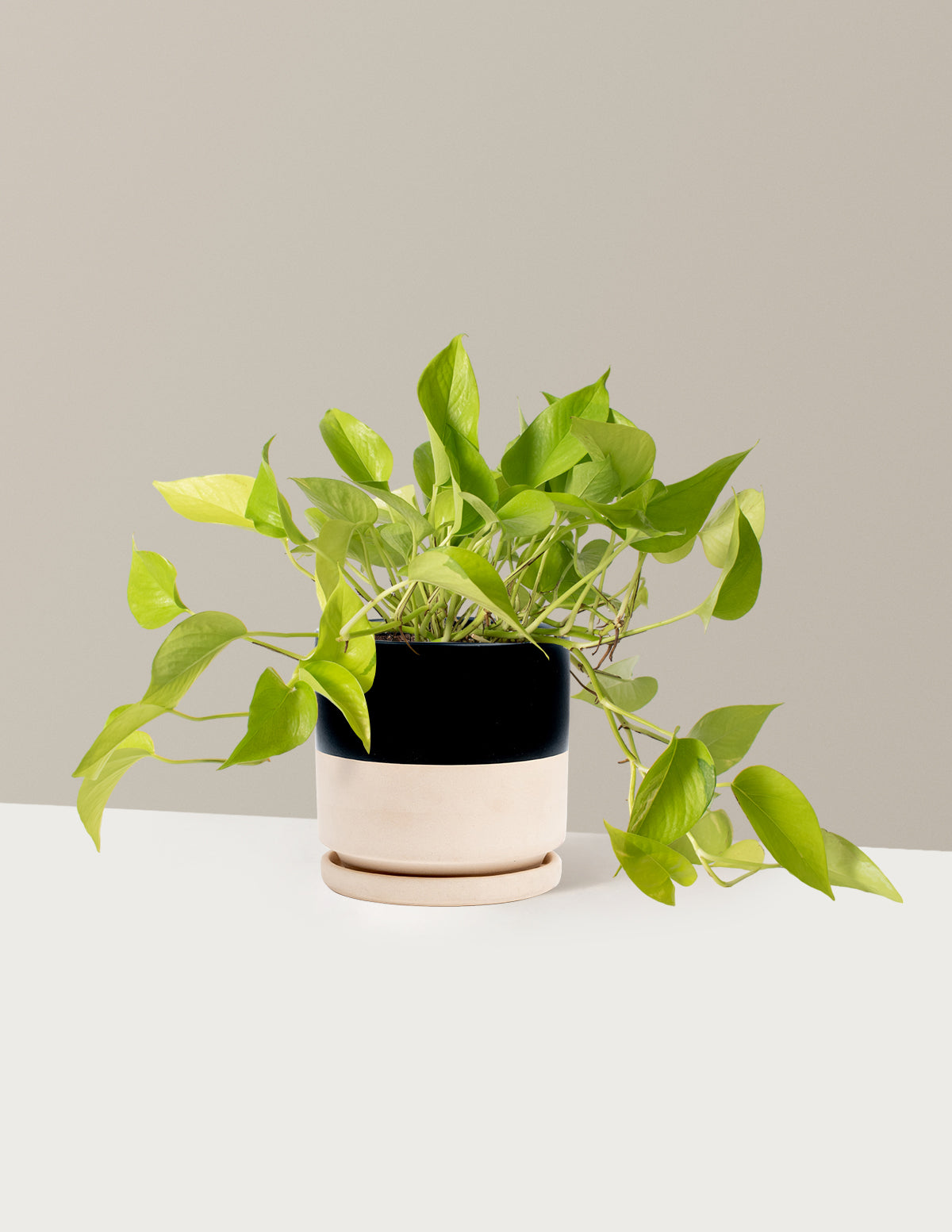 Neon Pothos