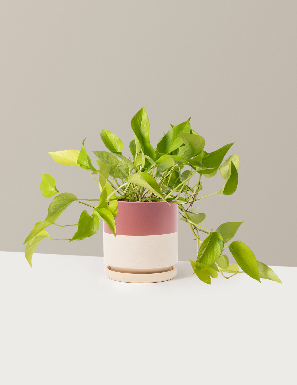 Neon Pothos