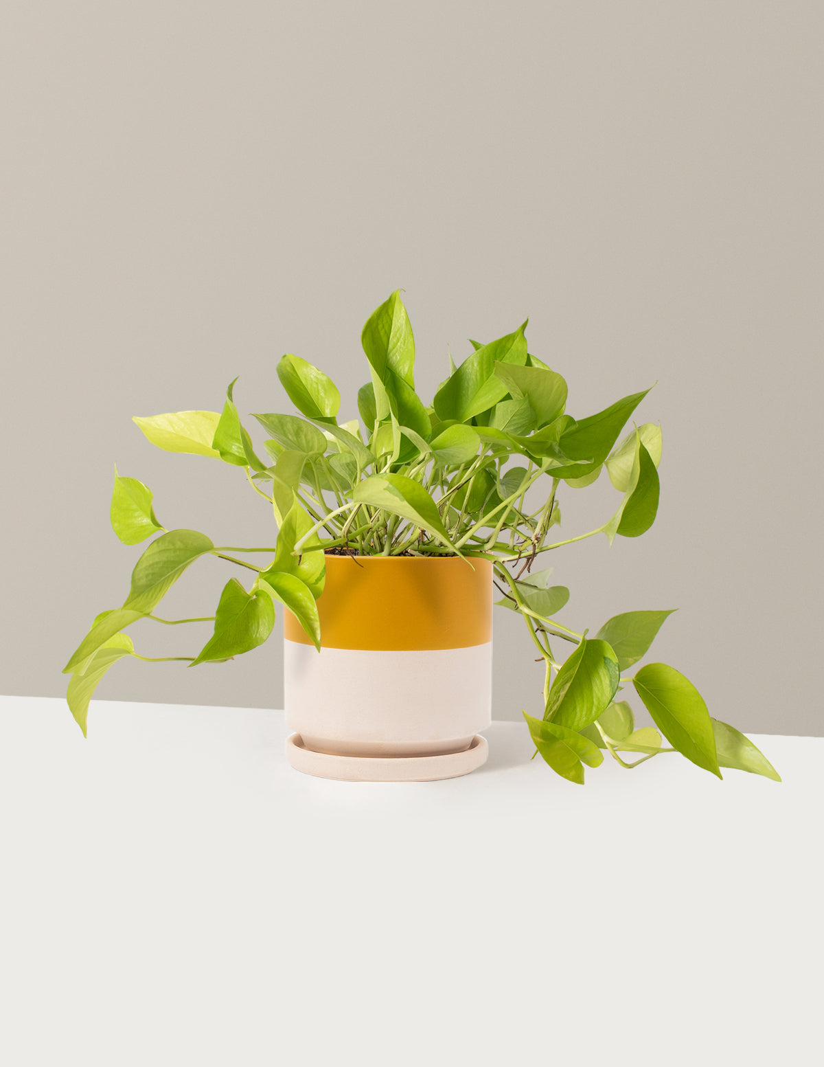 Neon Pothos