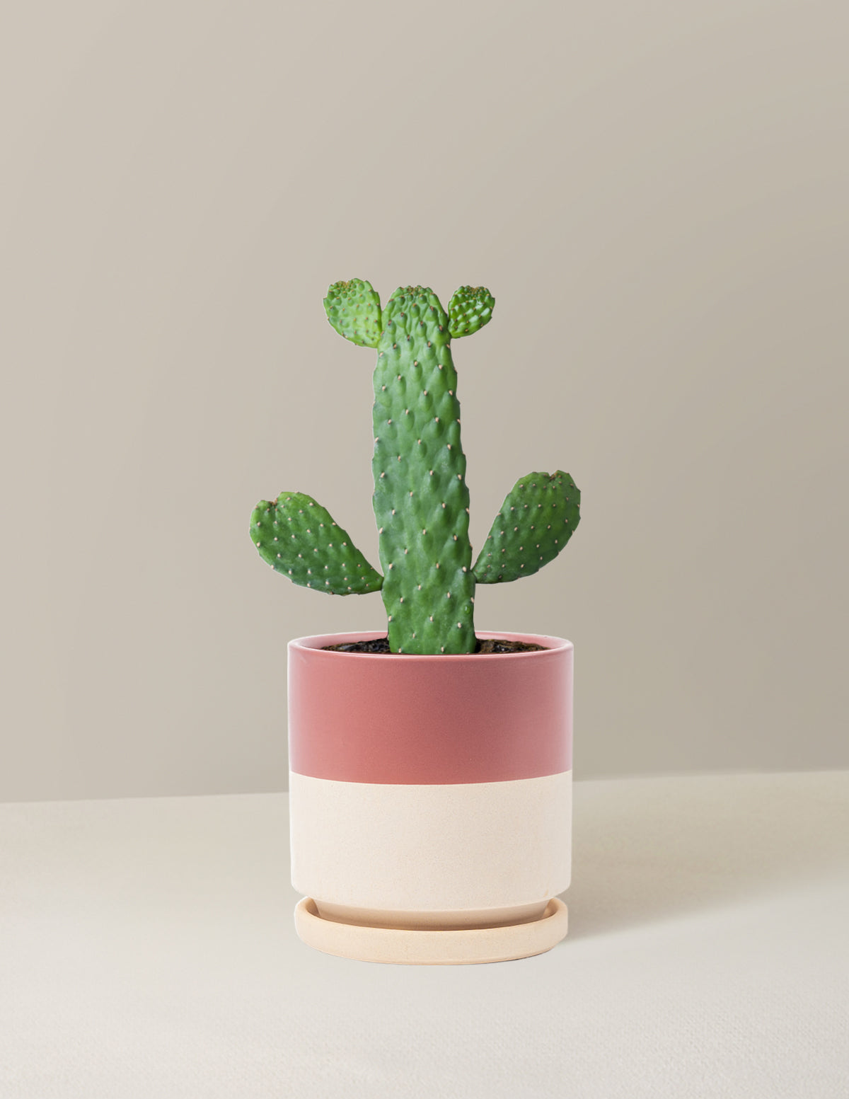 Opuntia monacantha 'Joseph's Coat' - Dikenli İncir Kaktüsü