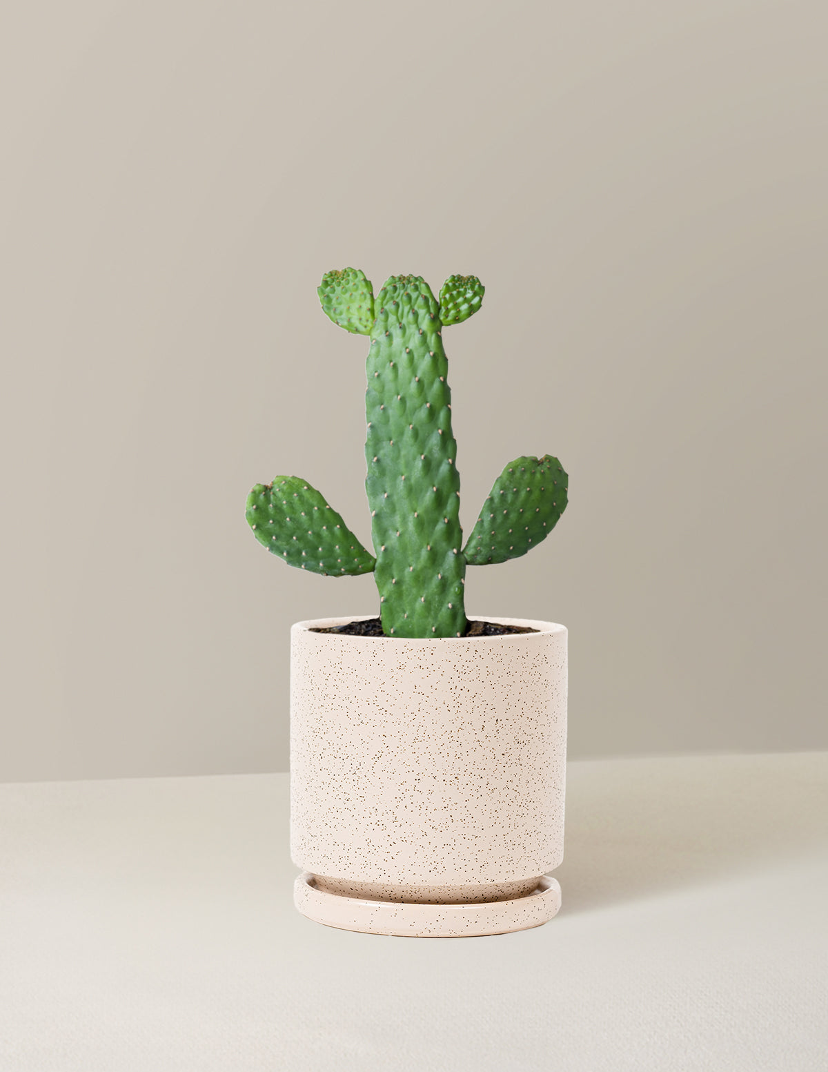 Opuntia monacantha 'Joseph's Coat' - Dikenli İncir Kaktüsü