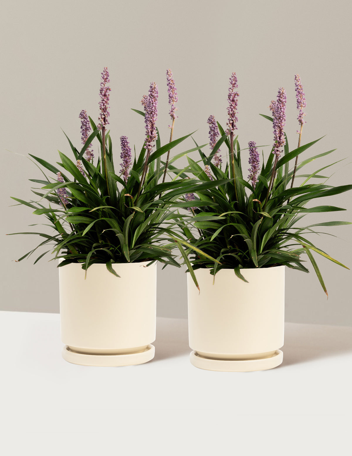 Purple Explosion™ Lilyturf (Liriope)