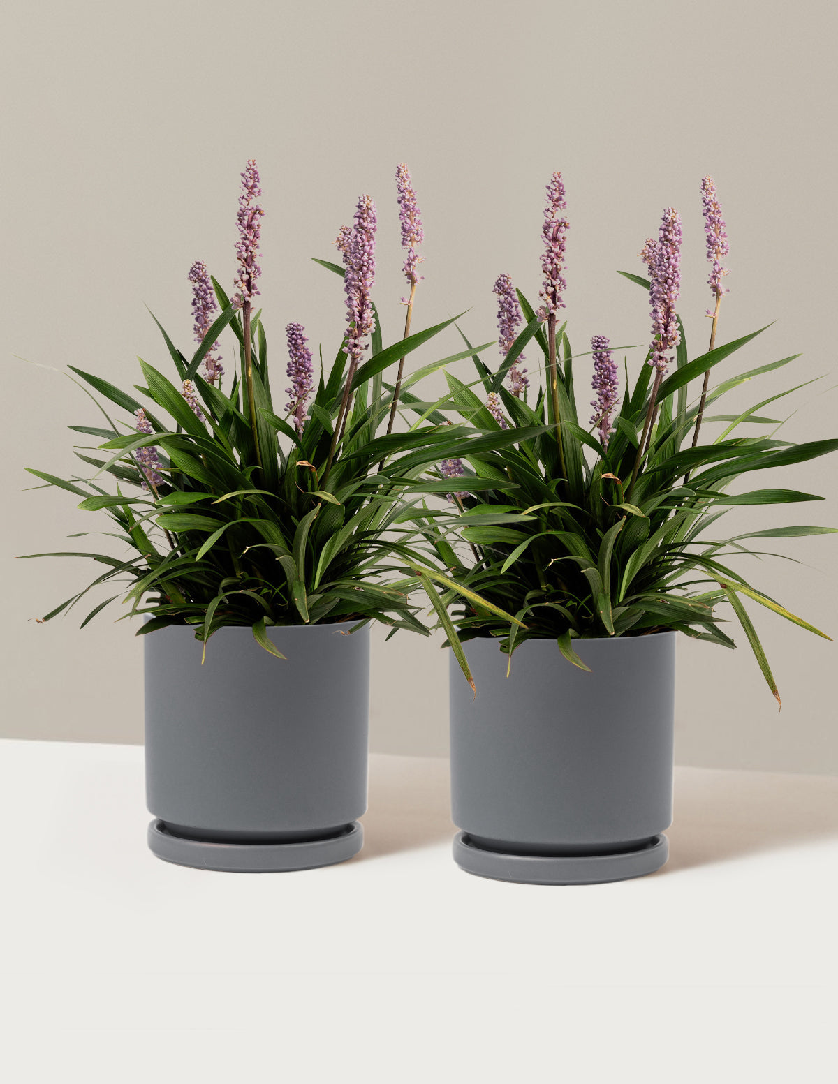 Purple Explosion™ Lilyturf (Liriope)