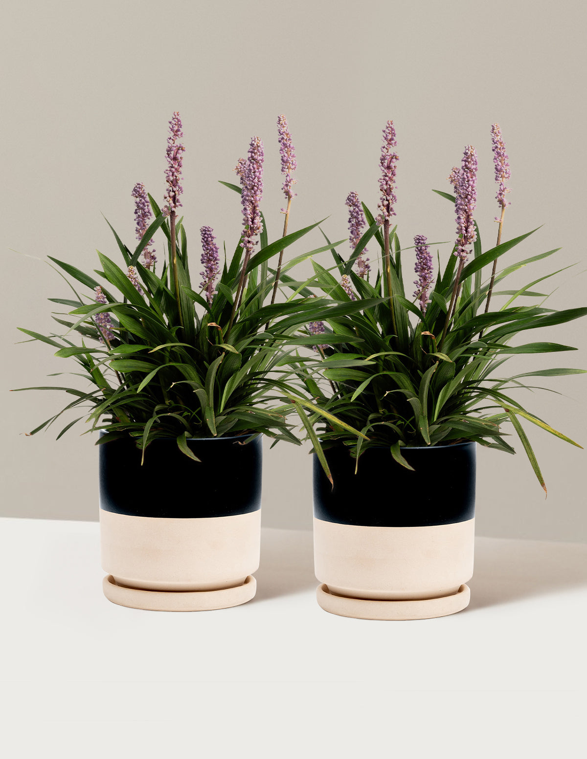 Purple Explosion™ Lilyturf (Liriope)