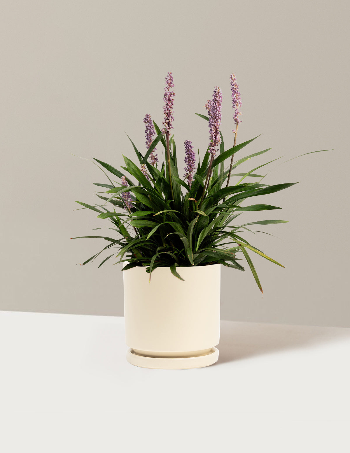 Purple Explosion™ Lilyturf (Liriope)