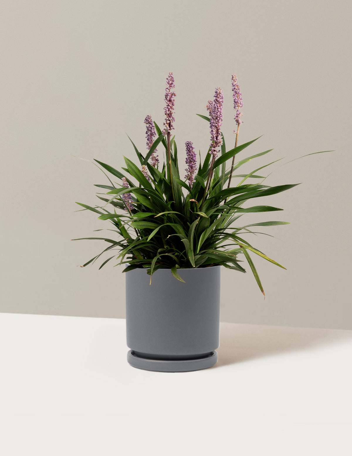 Purple Explosion™ Lilyturf (Liriope)