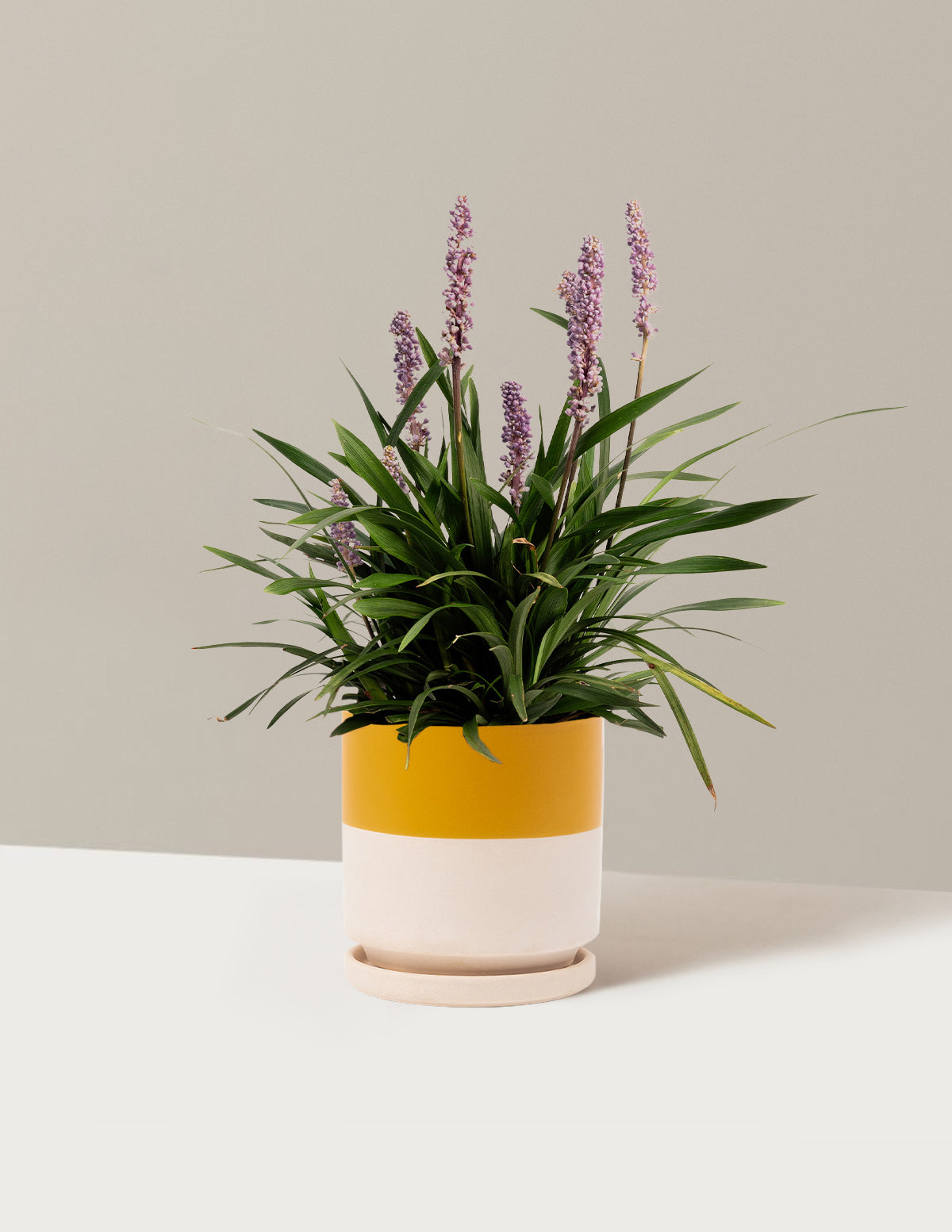 Purple Explosion™ Lilyturf (Liriope)