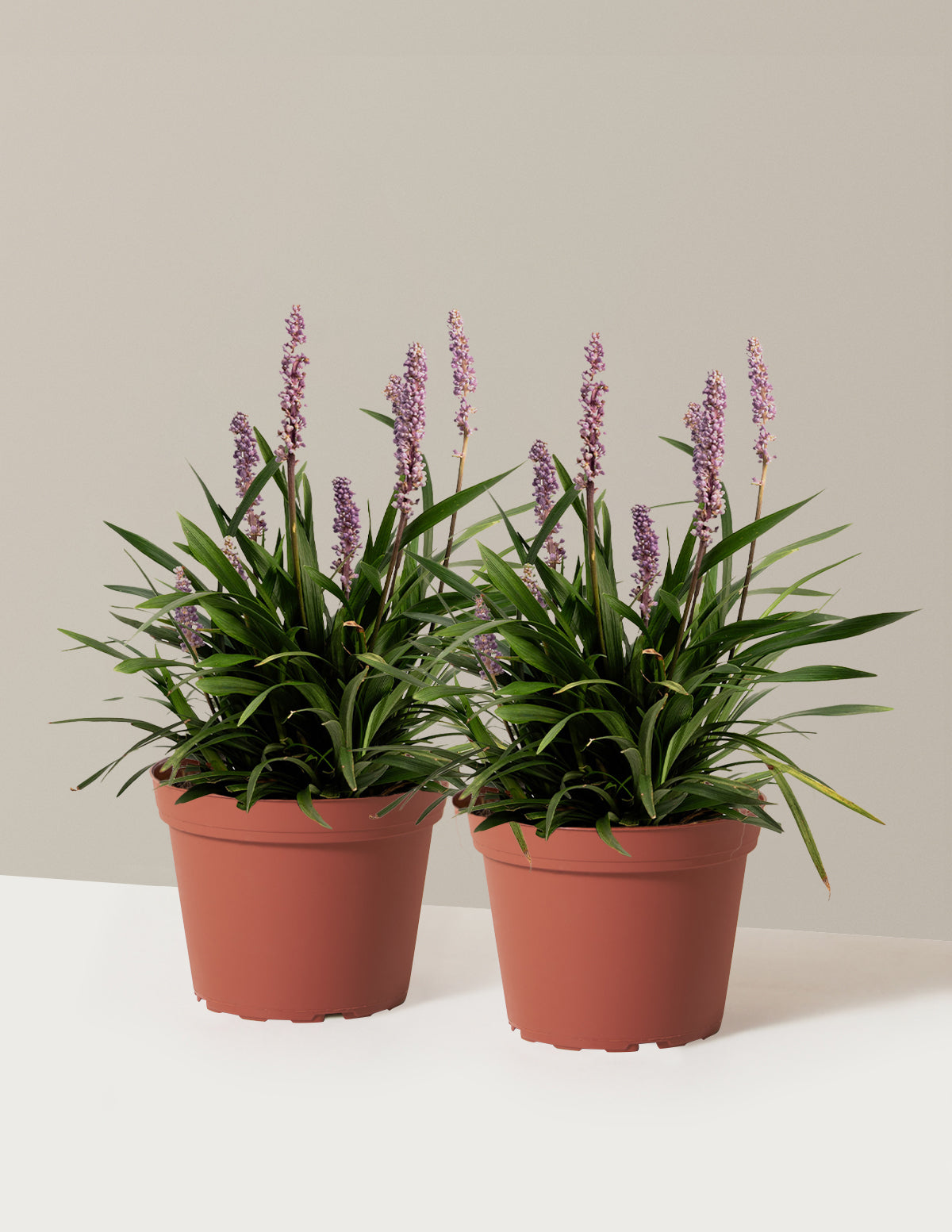Purple Explosion™ Lilyturf (Liriope)