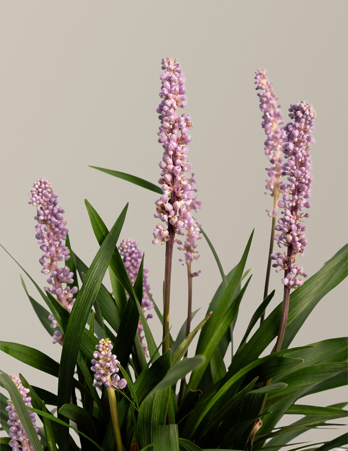 Purple Explosion™ Lilyturf (Liriope)