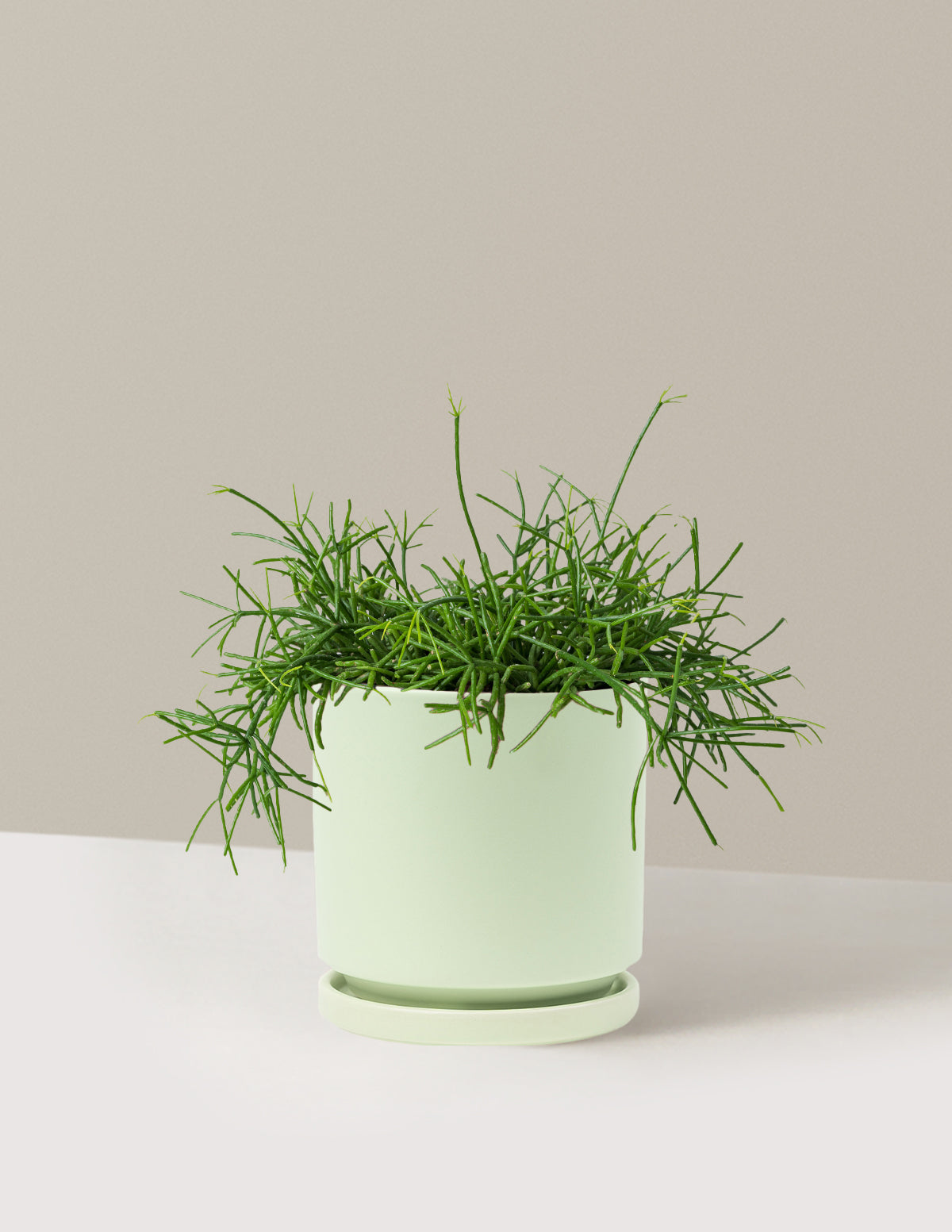Mistletoe Cactus (Rhipsalis baccifera)