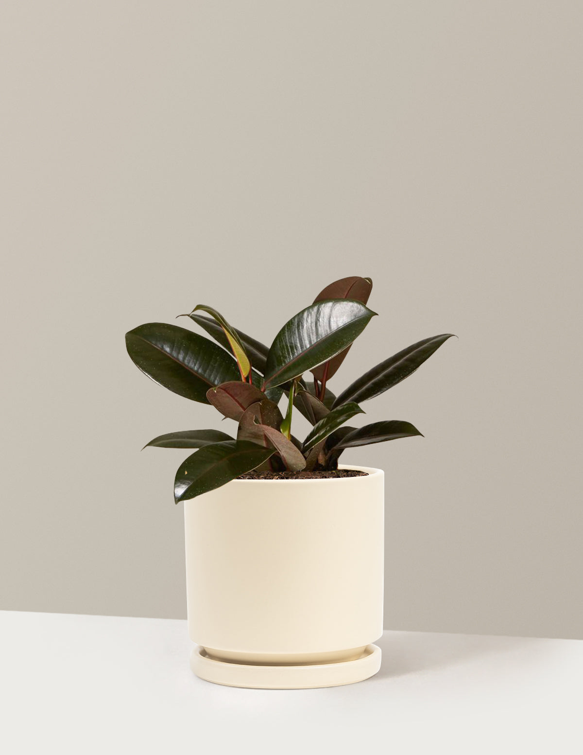 Ficus Burgundy Kauçuk Bitkisi