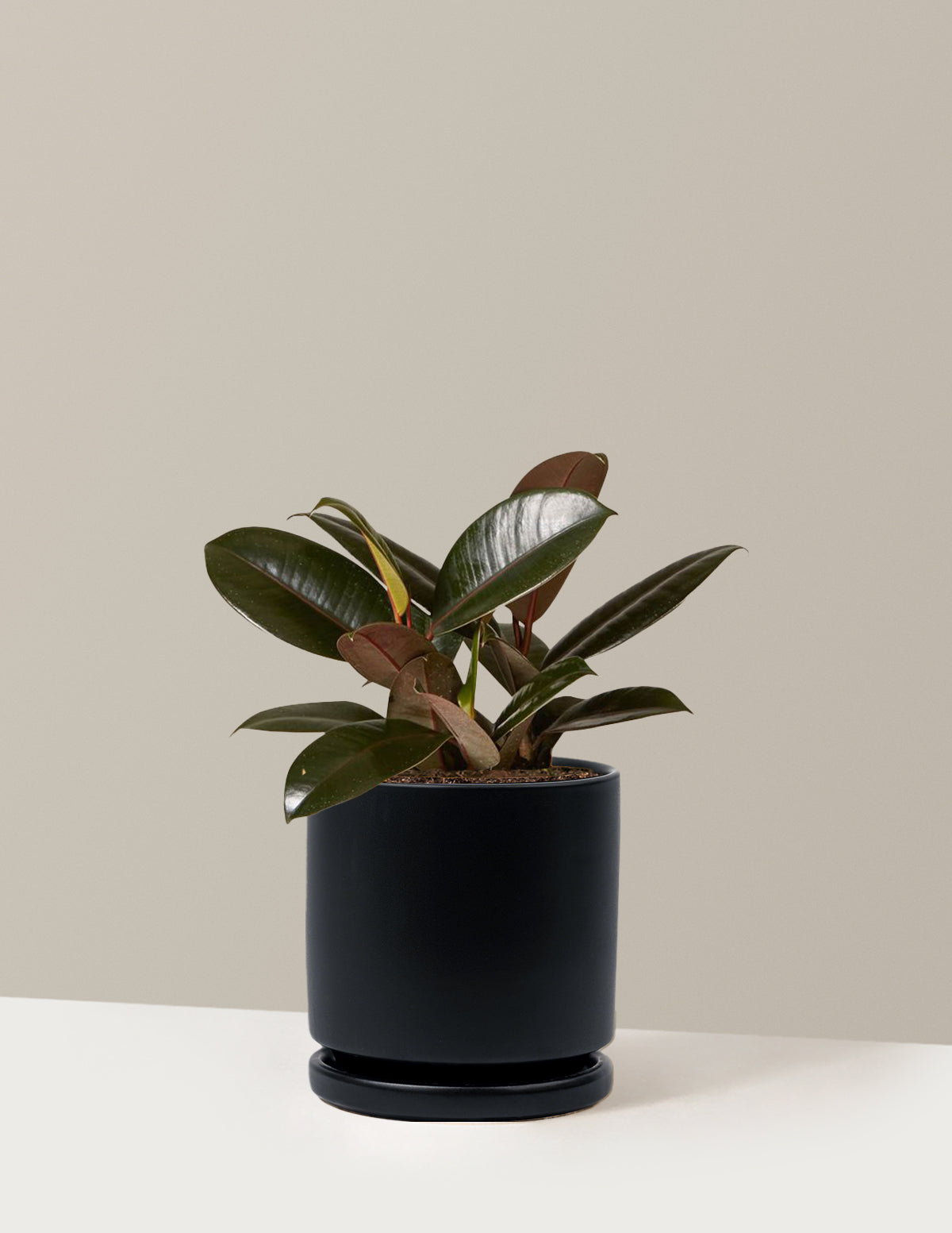 Ficus Burgundy Kauçuk Bitkisi