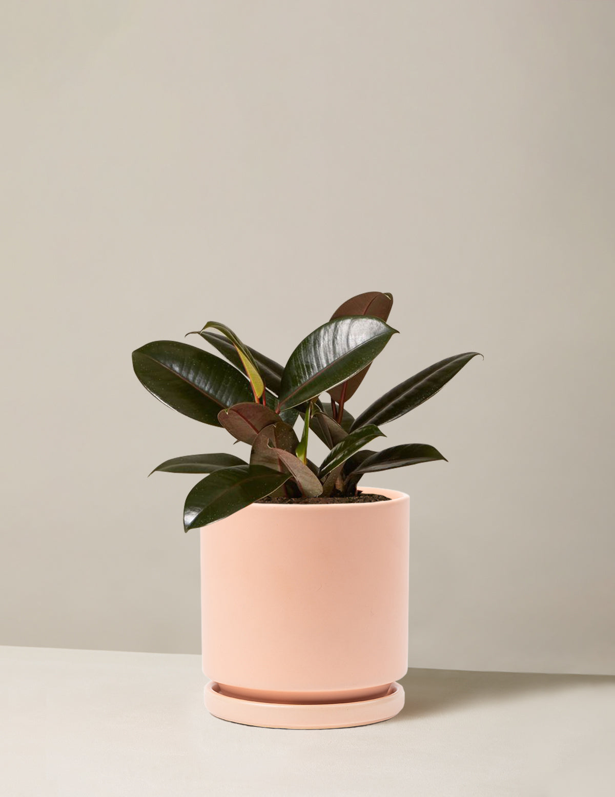 Ficus Burgundy Kauçuk Bitkisi