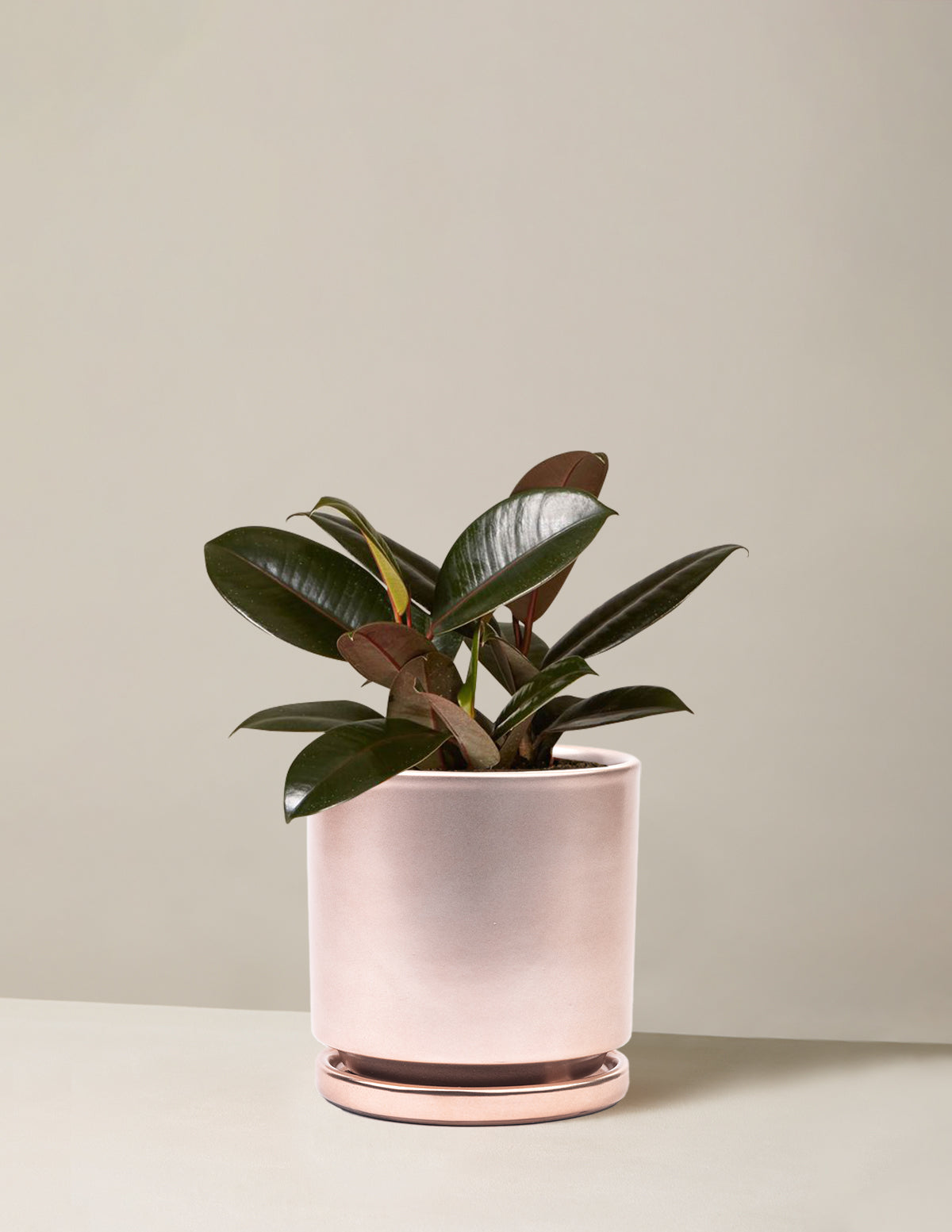 Ficus Burgundy Kauçuk Bitkisi