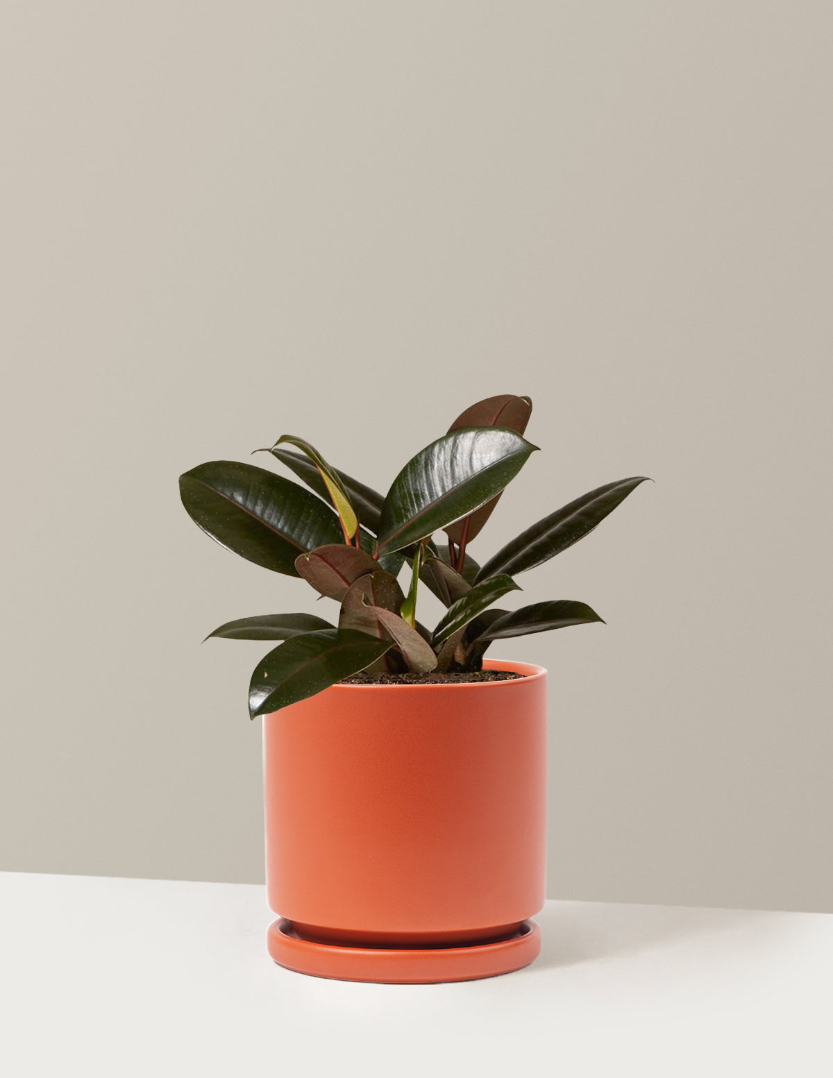 Ficus Burgundy Kauçuk Bitkisi