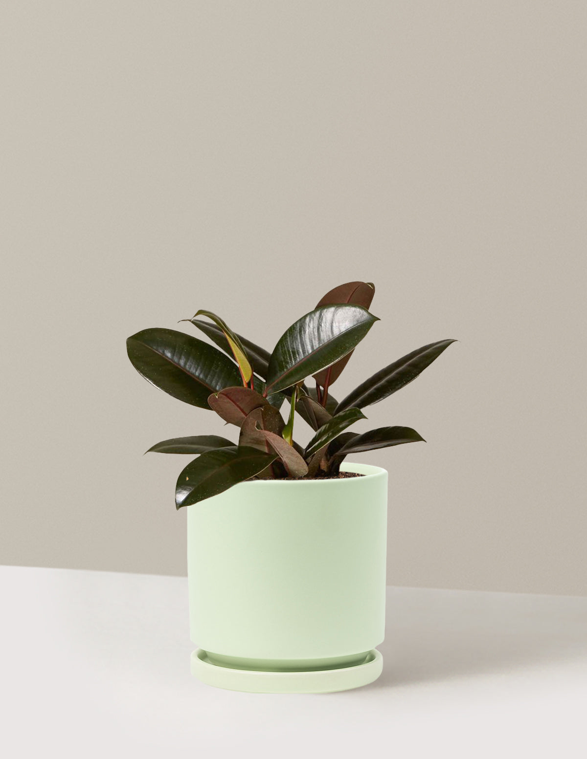 Ficus Burgundy Kauçuk Bitkisi