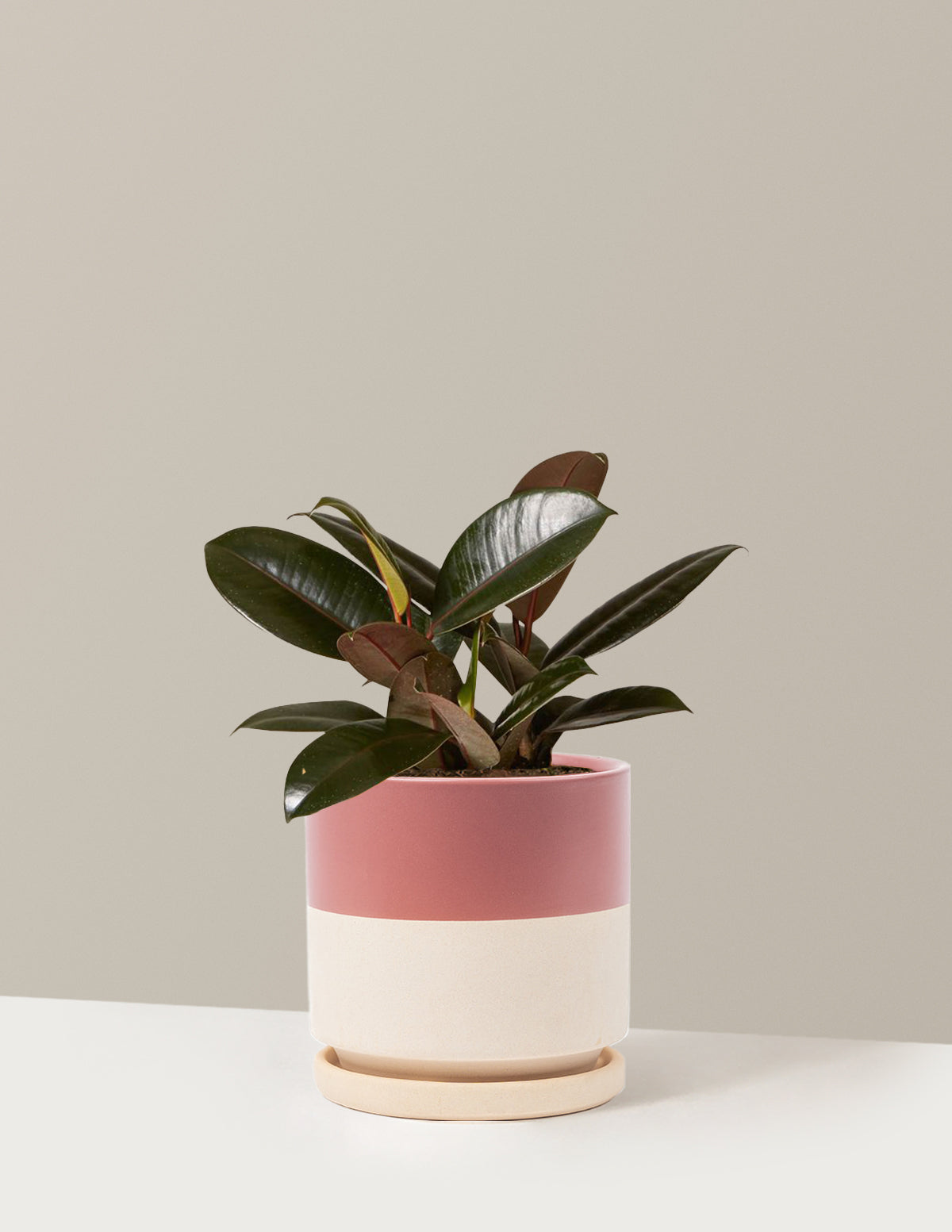 Ficus Burgundy Kauçuk Bitkisi