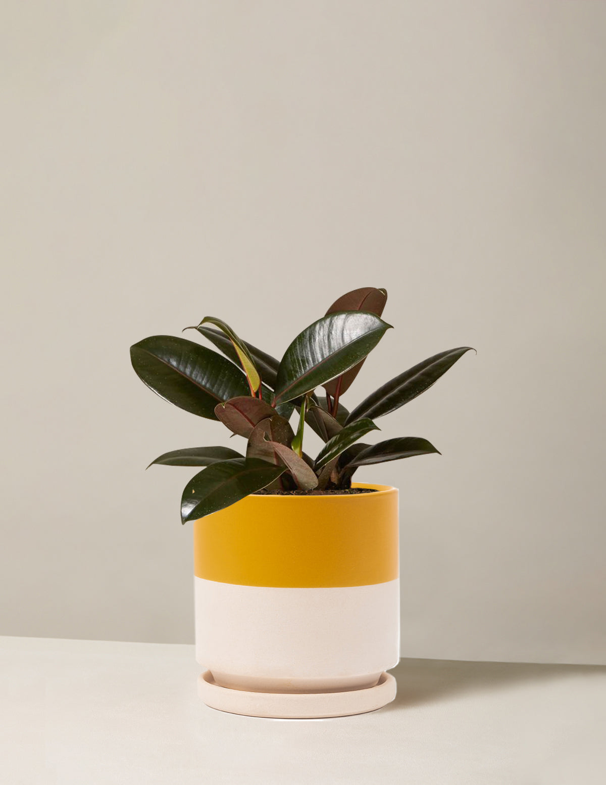 Ficus Burgundy Kauçuk Bitkisi