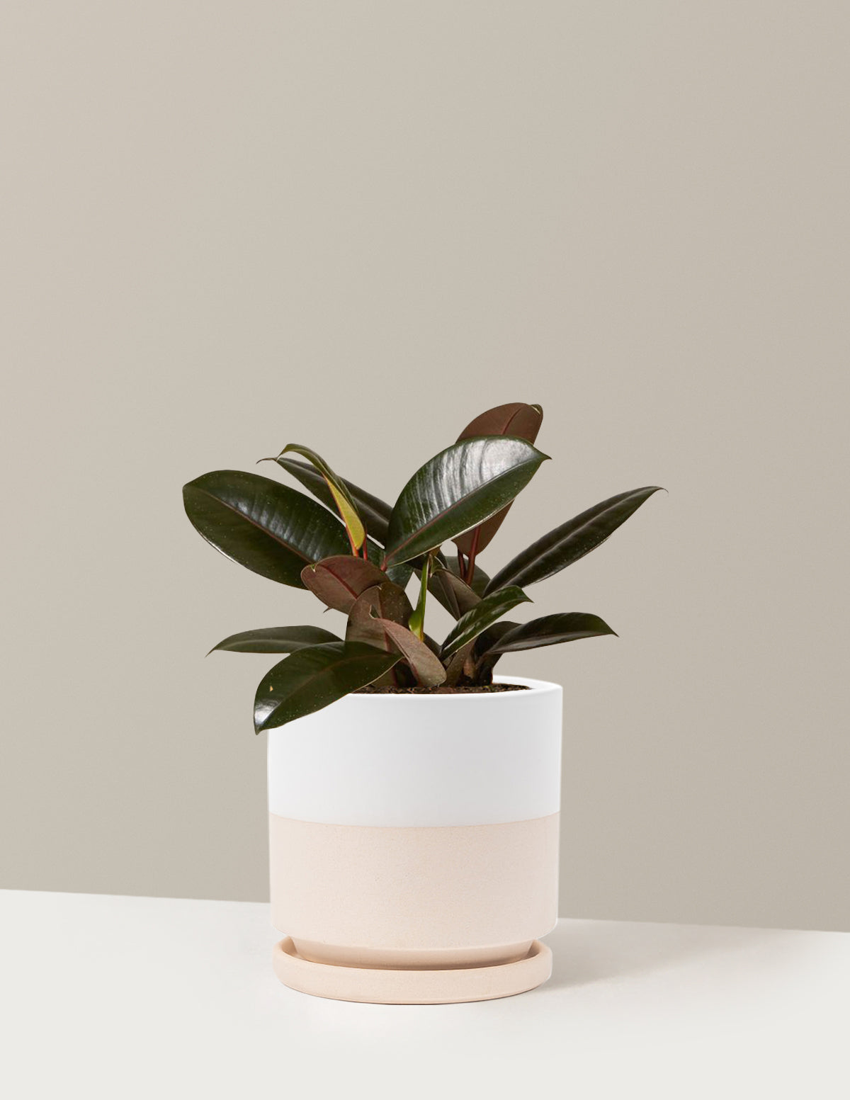 Ficus Burgundy Kauçuk Bitkisi
