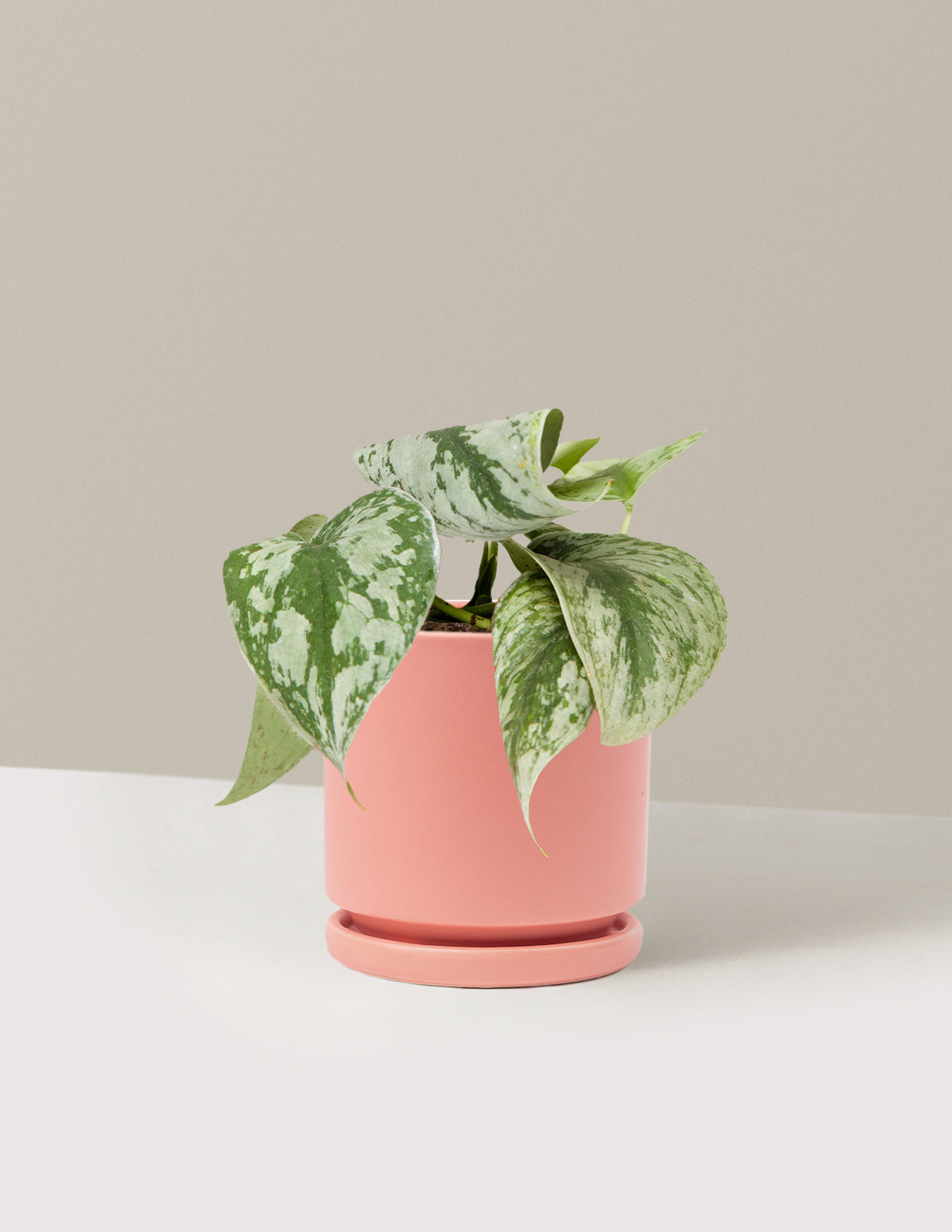 Satin Pothos
