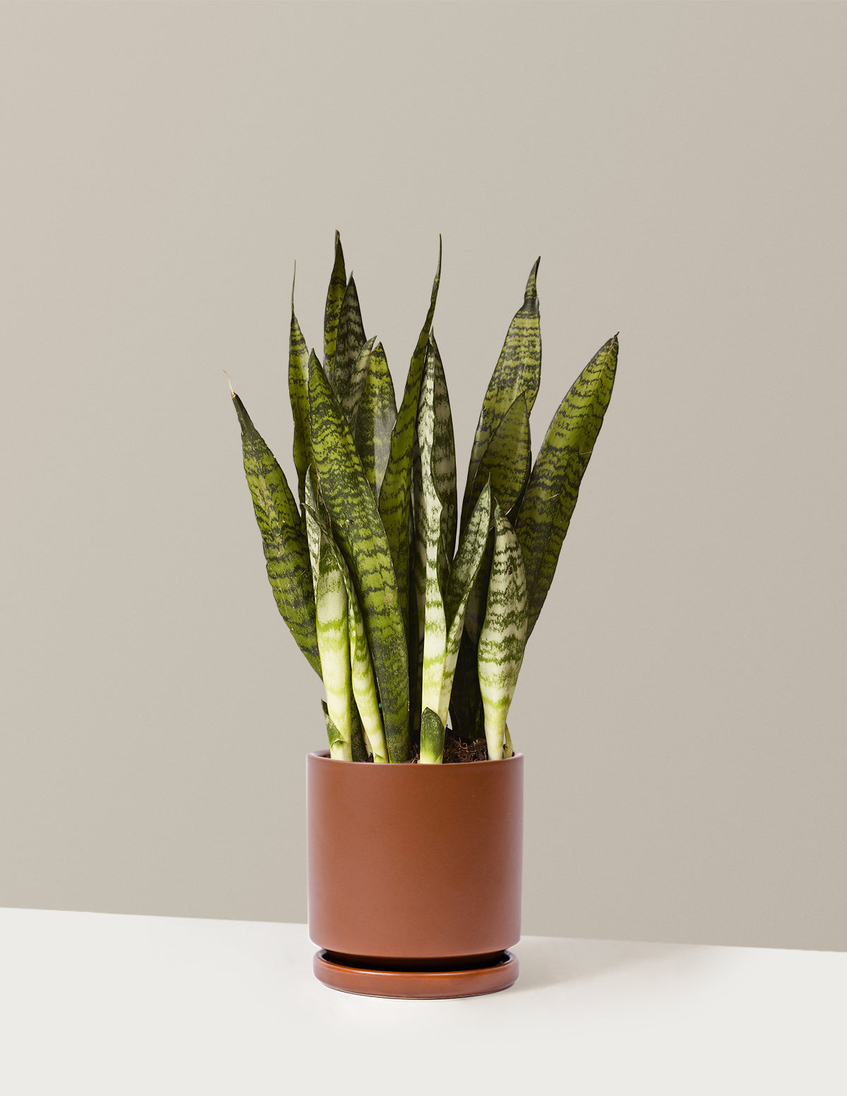 Paşa Kılıcı (Snake Plant) Zeylanica