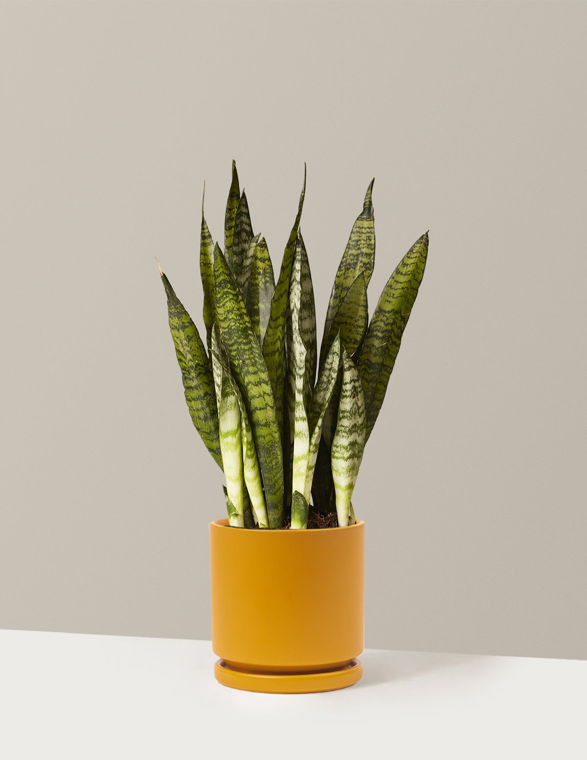 Paşa Kılıcı (Snake Plant) Zeylanica