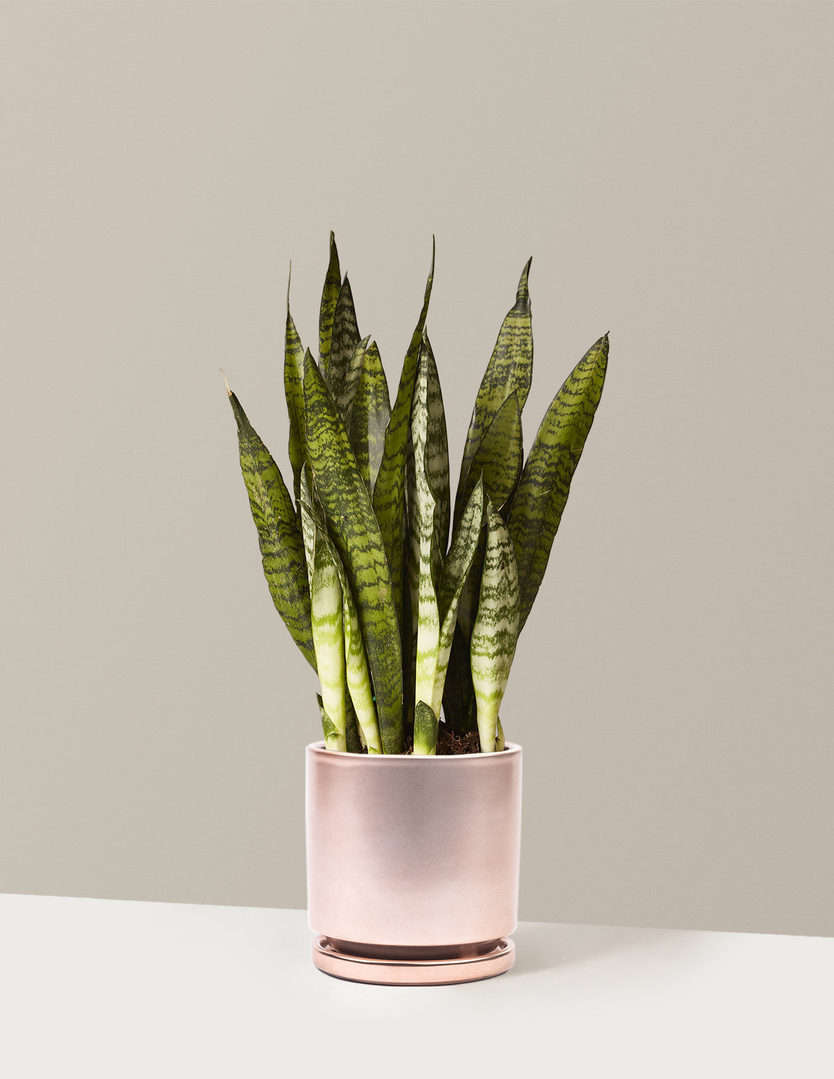 Paşa Kılıcı (Snake Plant) Zeylanica