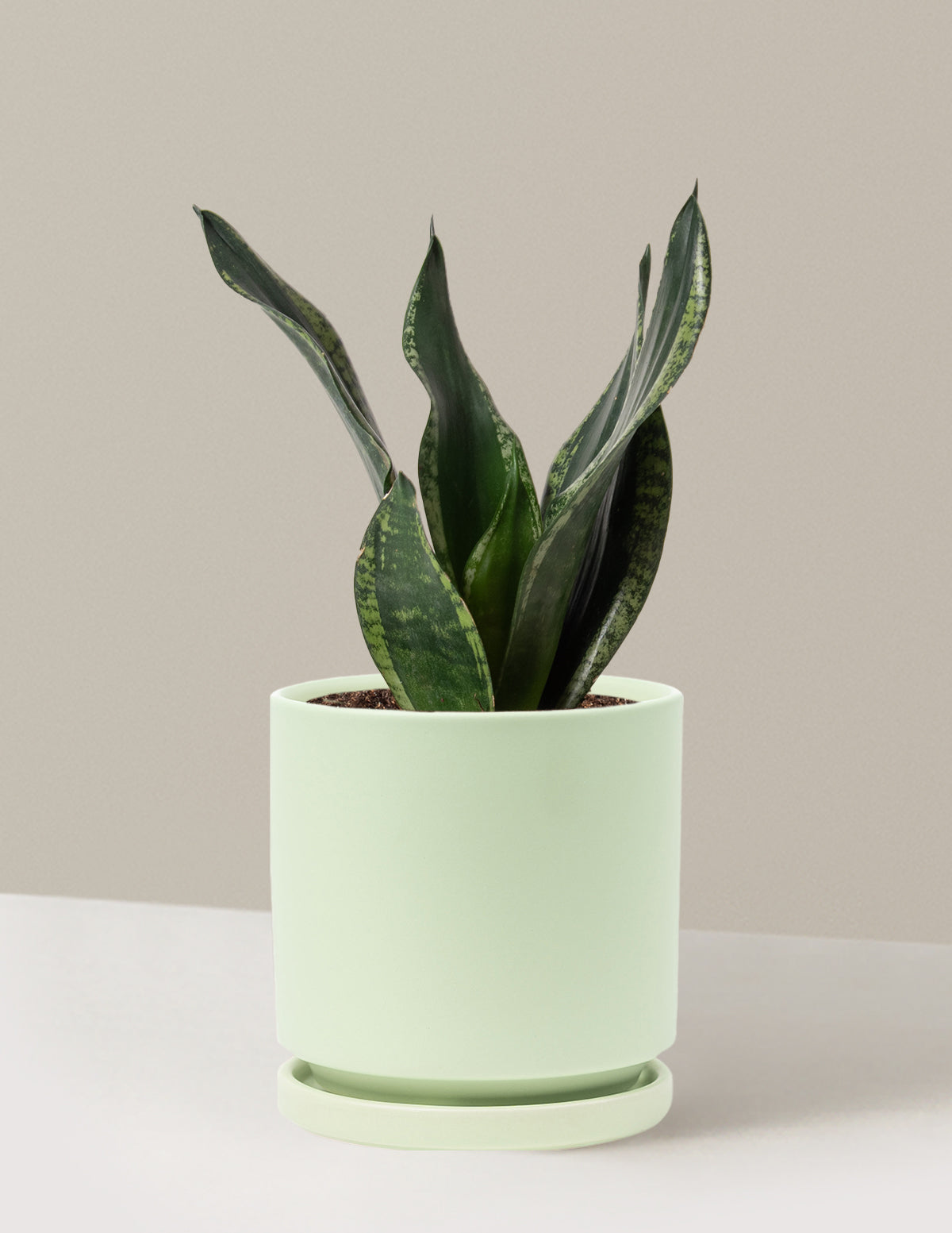 Snake Plant Silver Flame