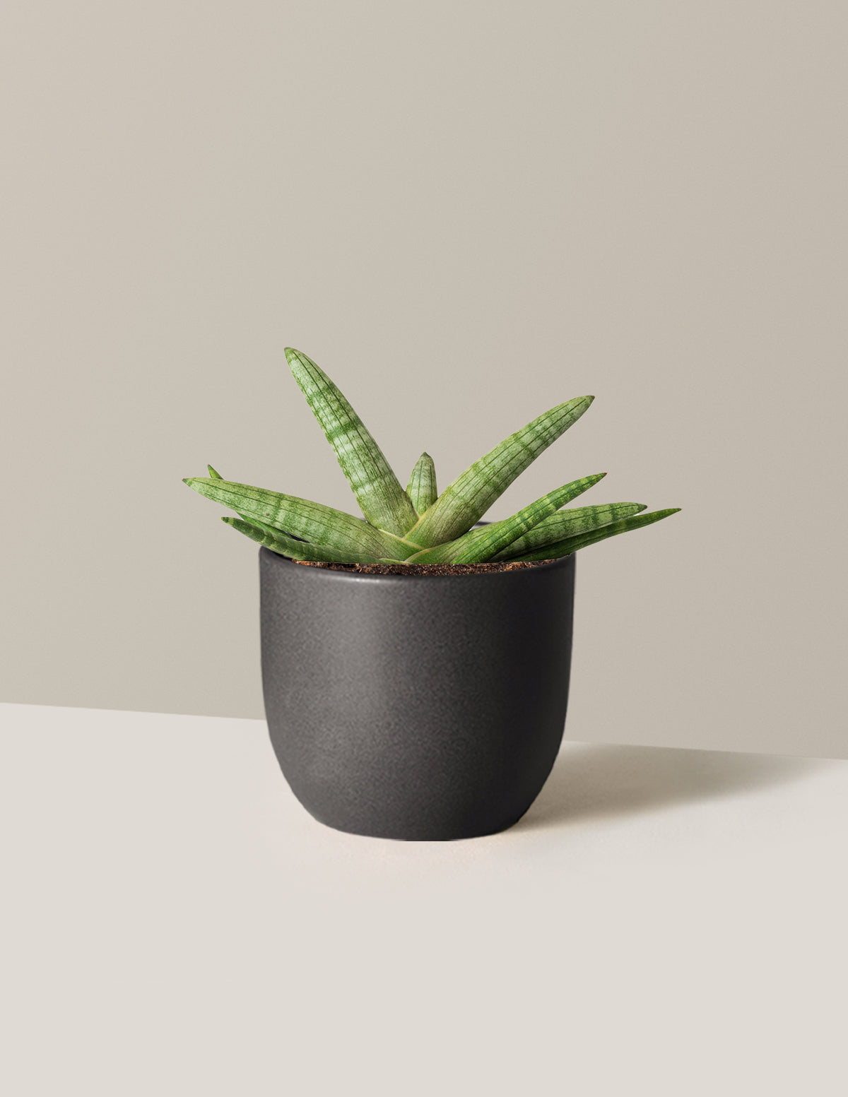 Yıldız Paşa Kılıcı (Snake Plant Starfish)