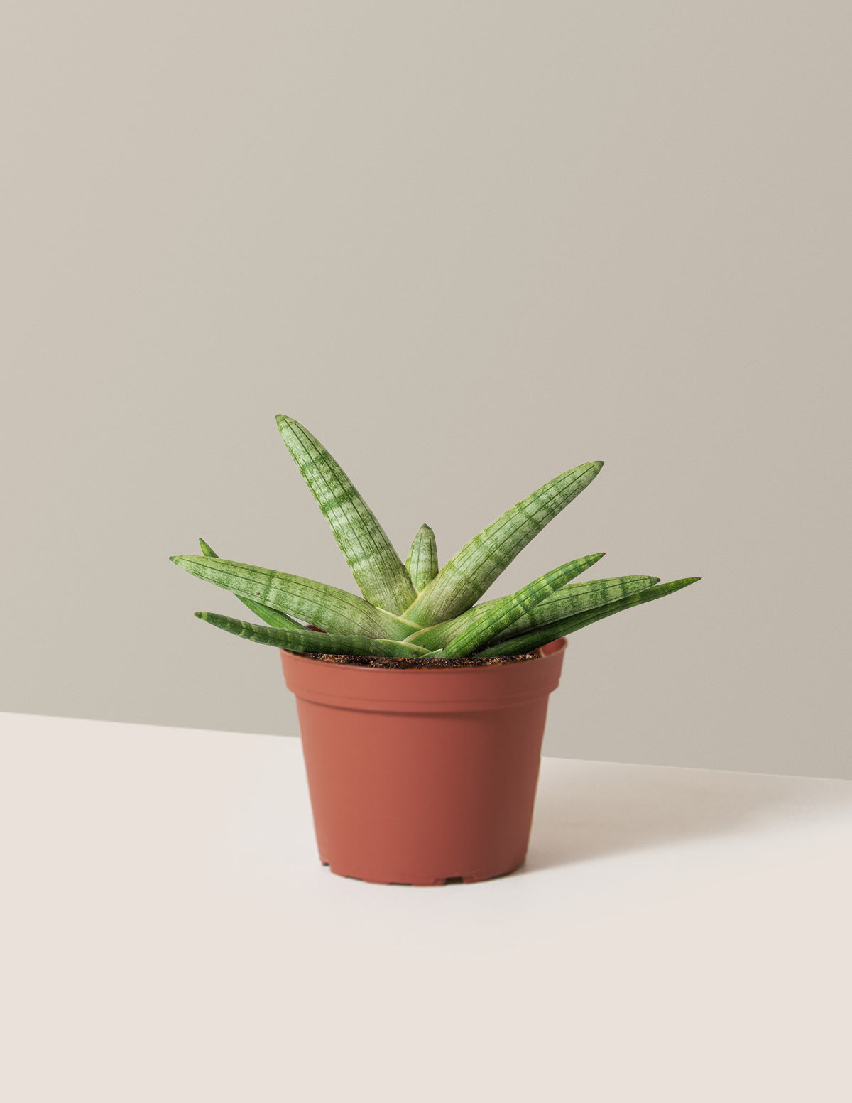 Yıldız Paşa Kılıcı (Snake Plant Starfish)