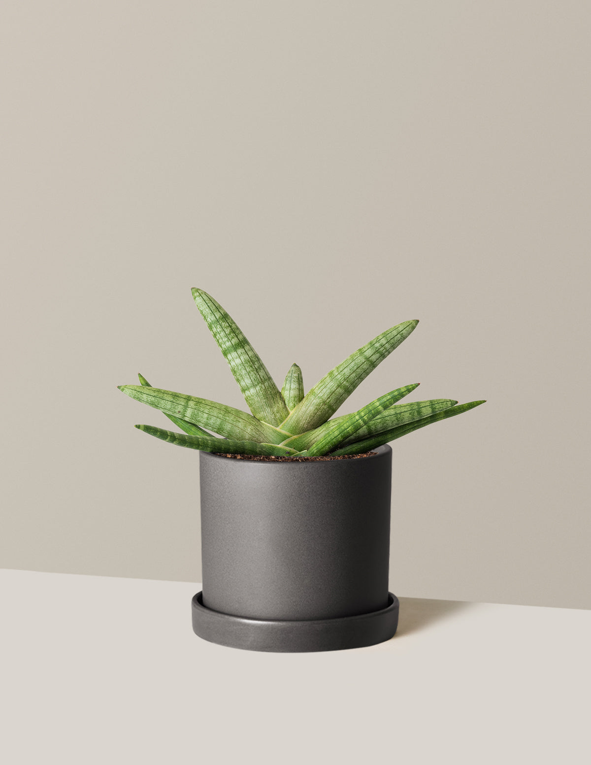 Yıldız Paşa Kılıcı (Snake Plant Starfish)