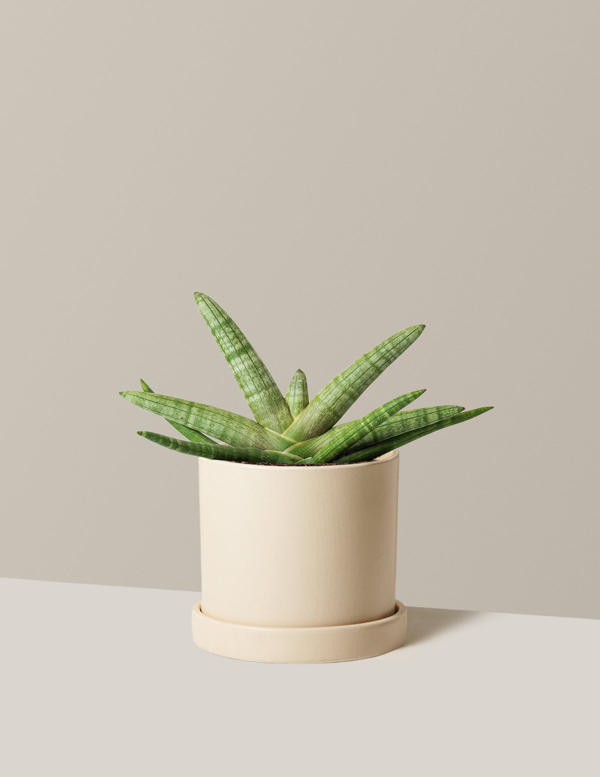 Yıldız Paşa Kılıcı (Snake Plant Starfish)