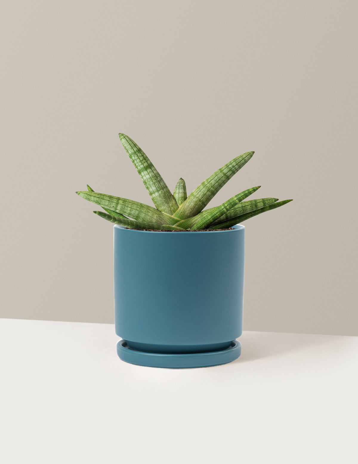 Yıldız Paşa Kılıcı (Snake Plant Starfish)