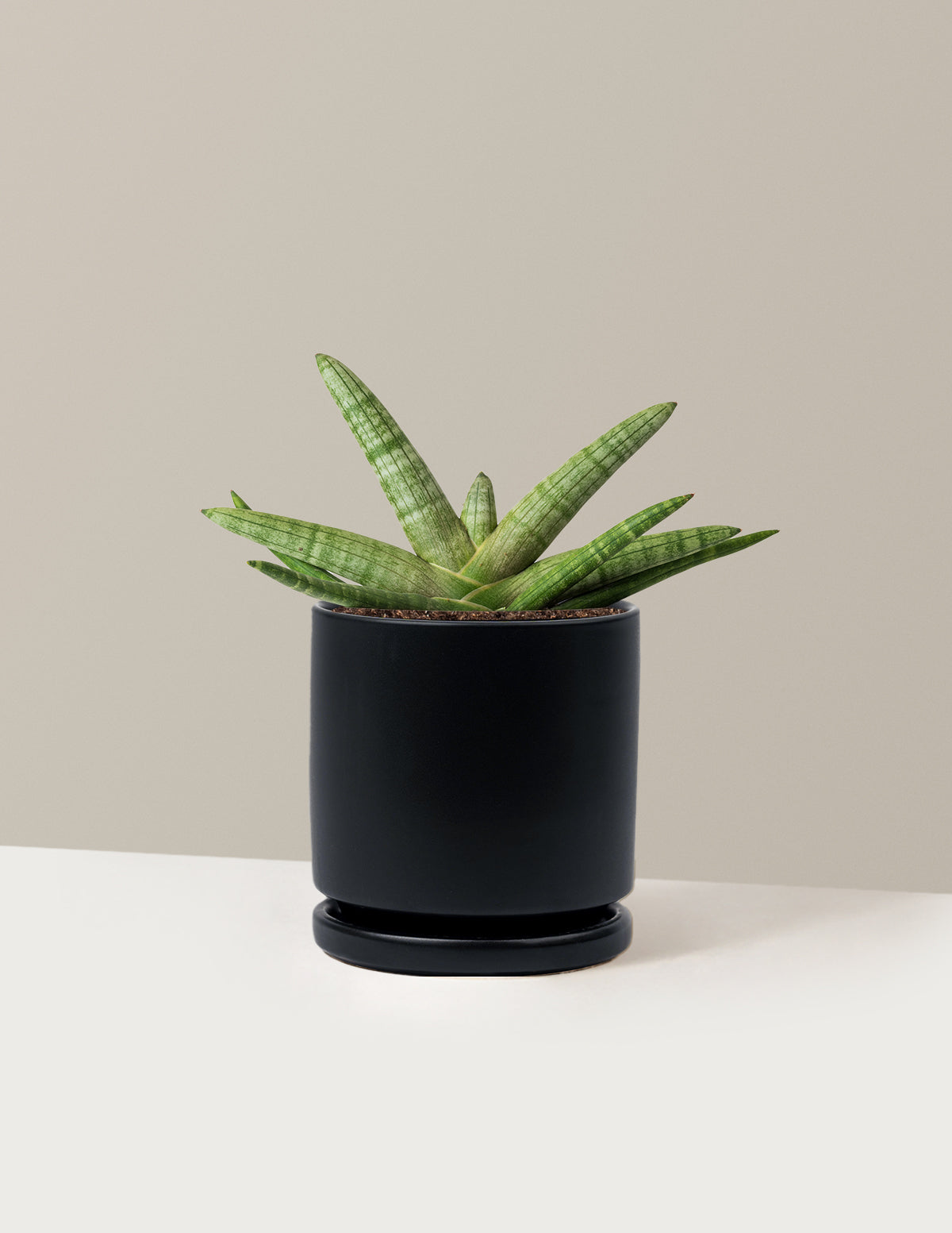 Yıldız Paşa Kılıcı (Snake Plant Starfish)
