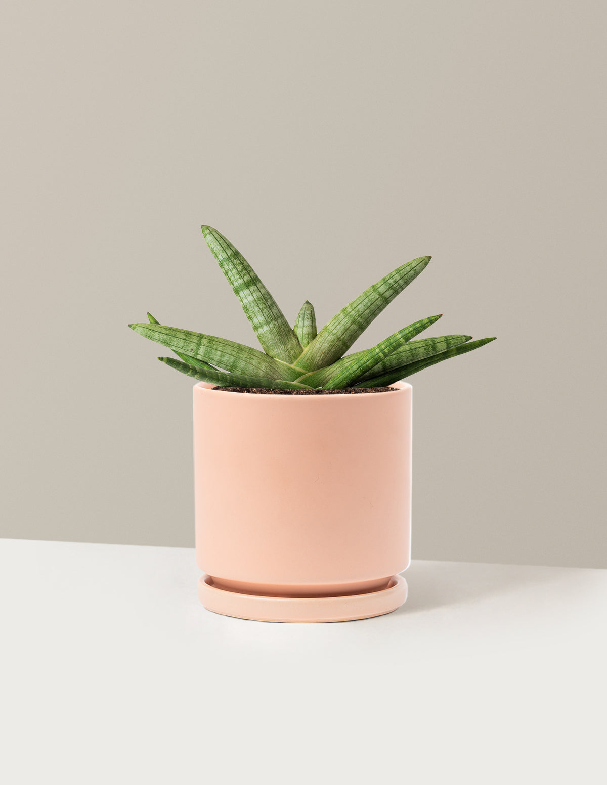 Yıldız Paşa Kılıcı (Snake Plant Starfish)
