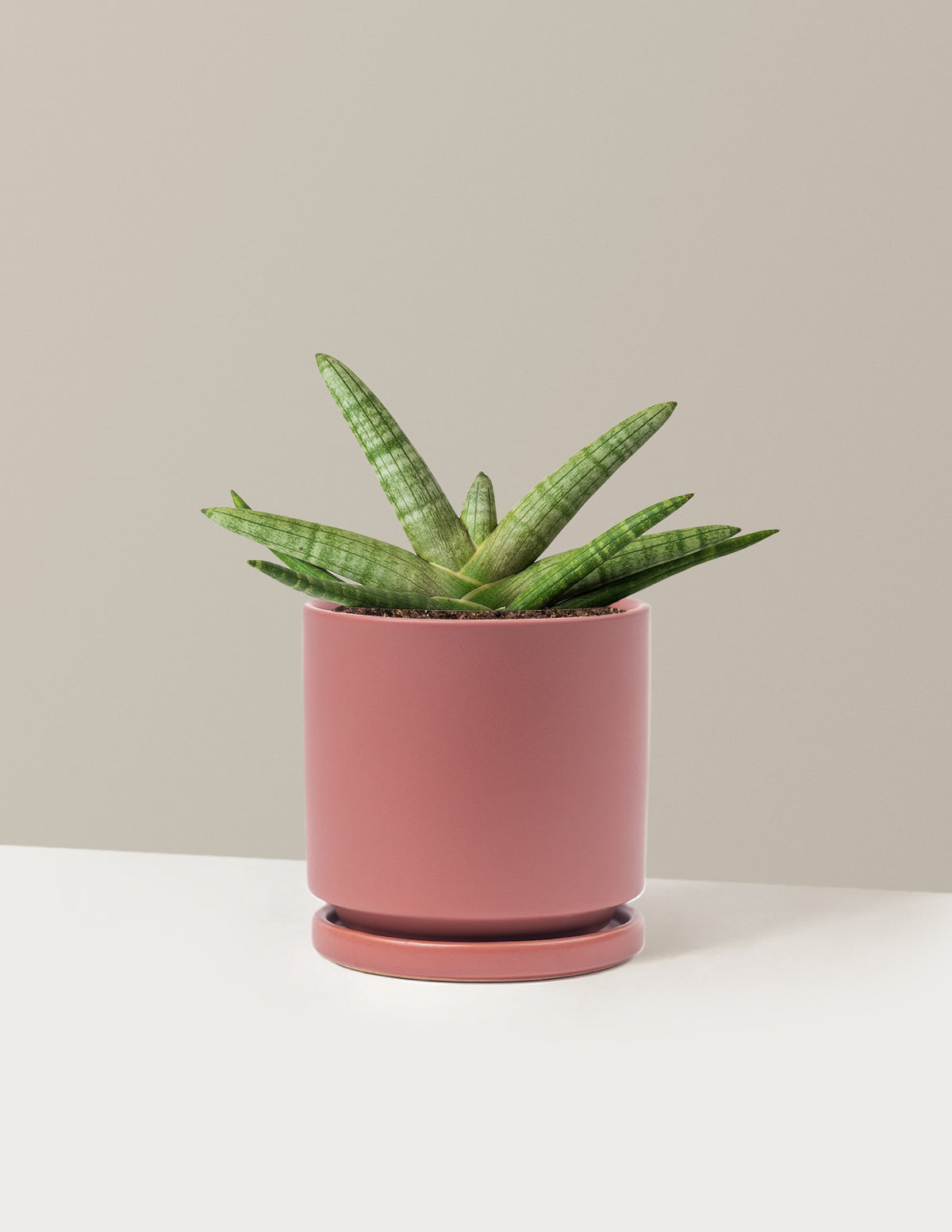 Yıldız Paşa Kılıcı (Snake Plant Starfish)