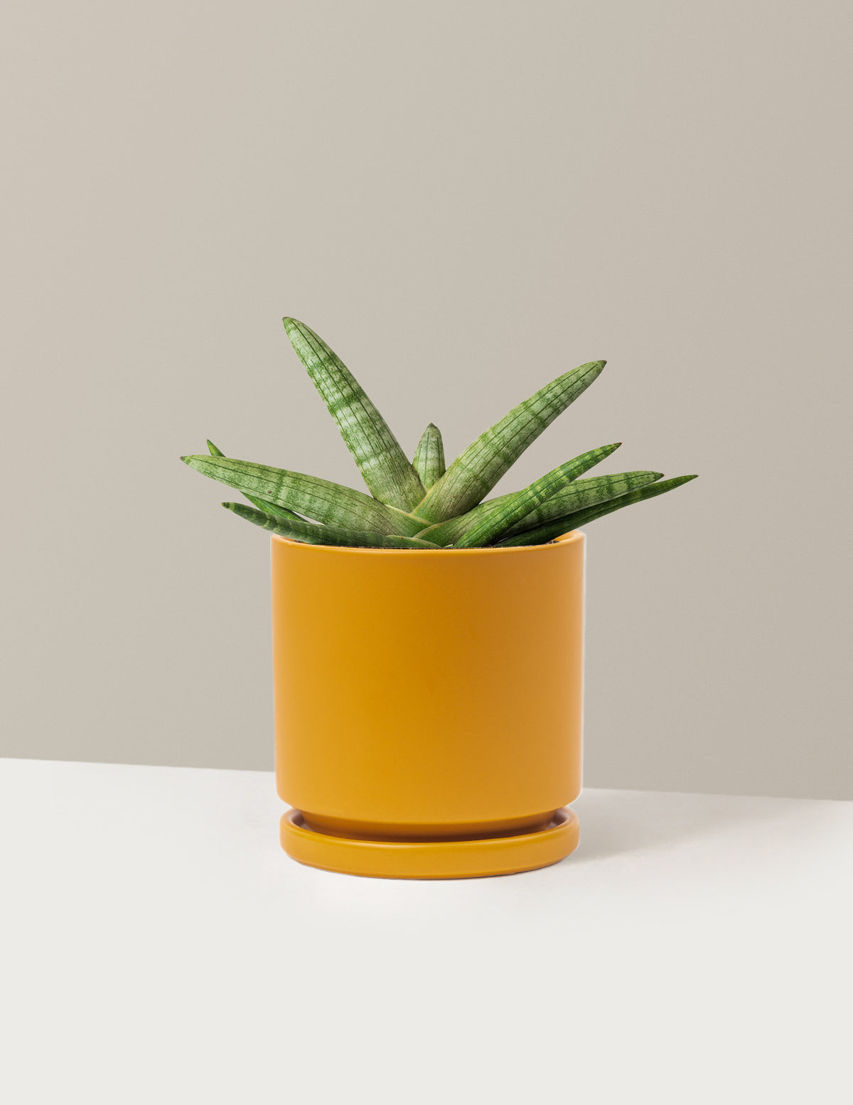 Yıldız Paşa Kılıcı (Snake Plant Starfish)