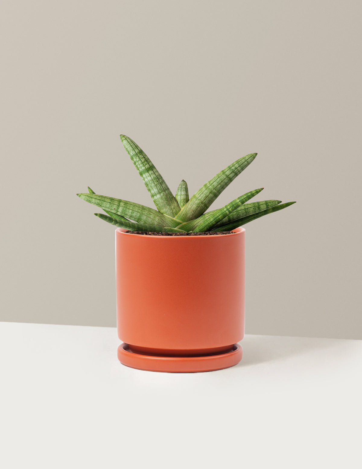 Yıldız Paşa Kılıcı (Snake Plant Starfish)