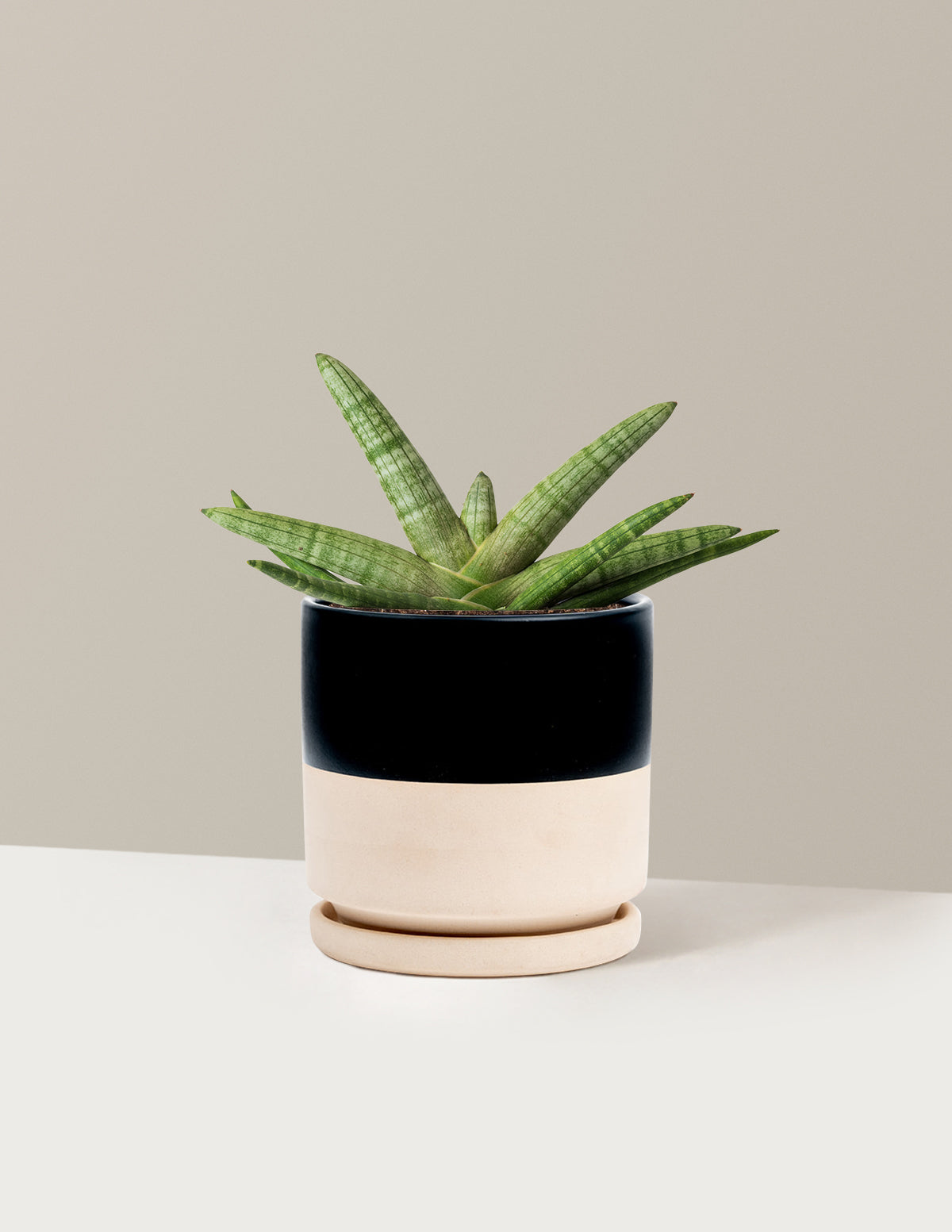 Yıldız Paşa Kılıcı (Snake Plant Starfish)