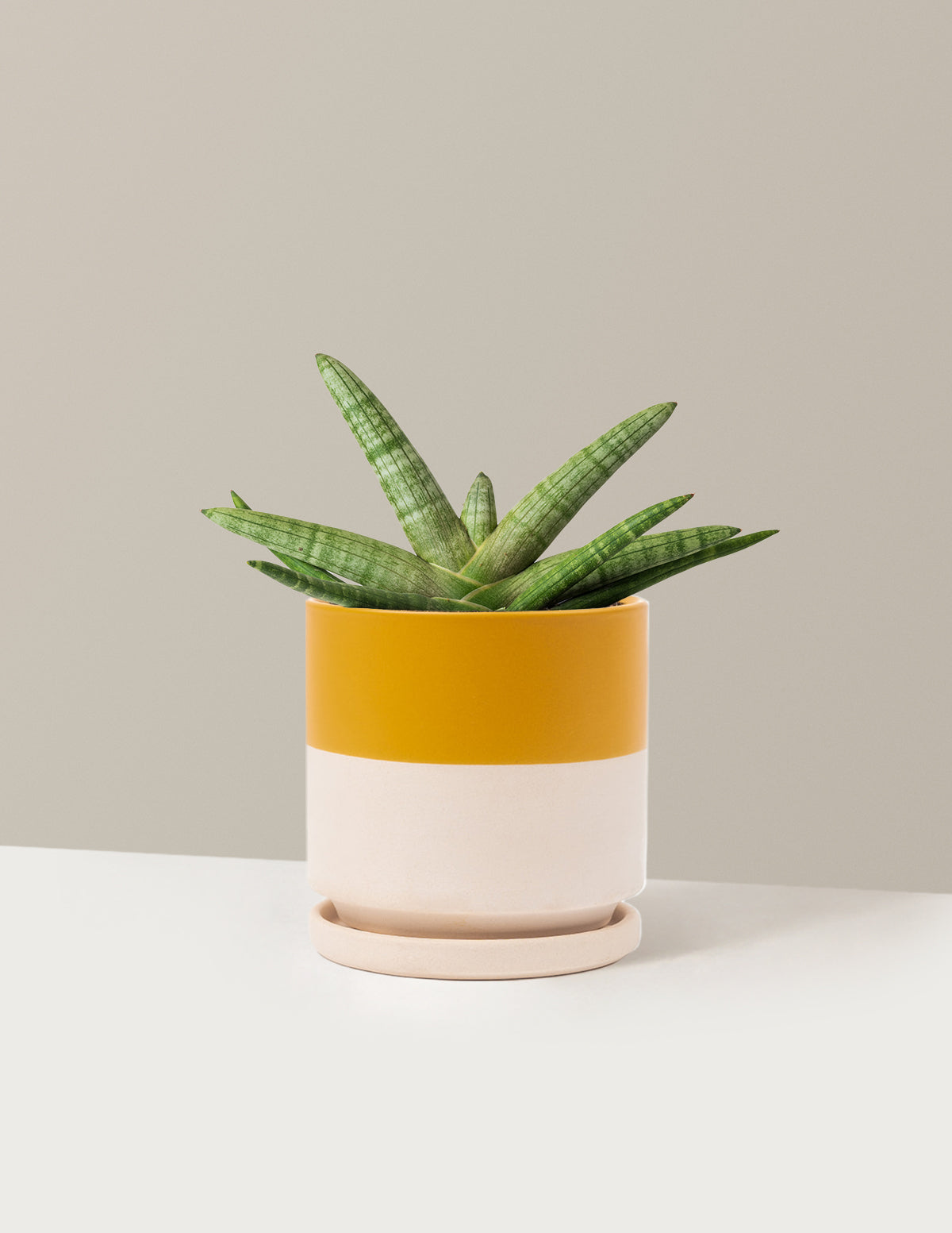 Yıldız Paşa Kılıcı (Snake Plant Starfish)